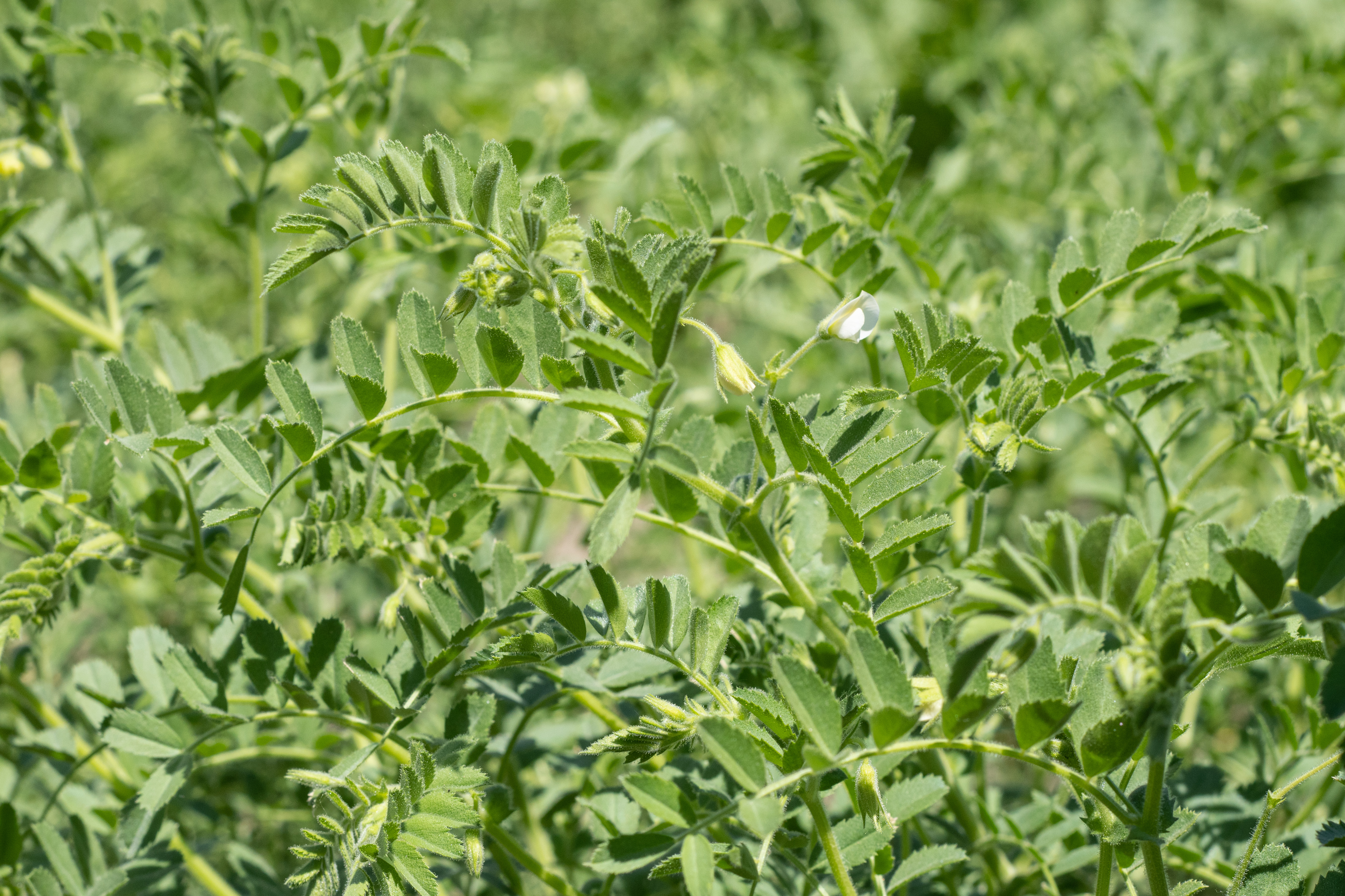 Kichererbse Pascia öko (20 kg) Kichererbse Pascia öko (20 kg)