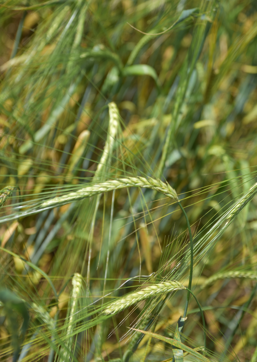 GS Tasja (mz) Öko (30 kg)