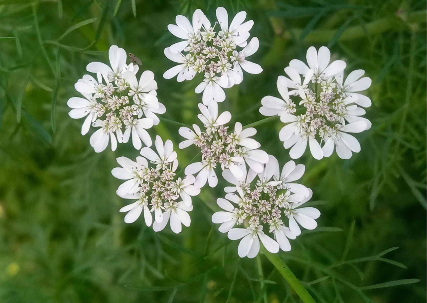 Koriander Coriandrum sativum Öko (10 kg)