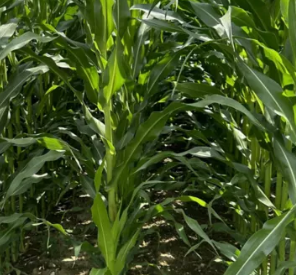 Mais LG 32.257 (S250/K250) Öko (50TK) Mais LG 32.257 (S250/K250) Öko (50TK)