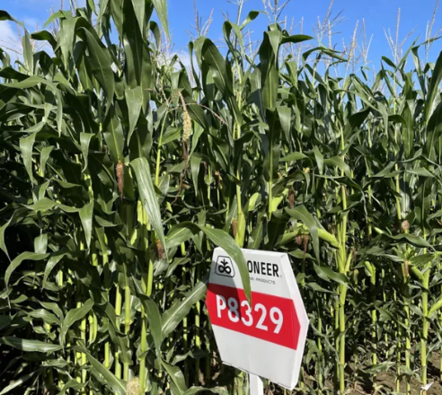 Mais PIO P8329 Öko Mais PIO P8329 Öko