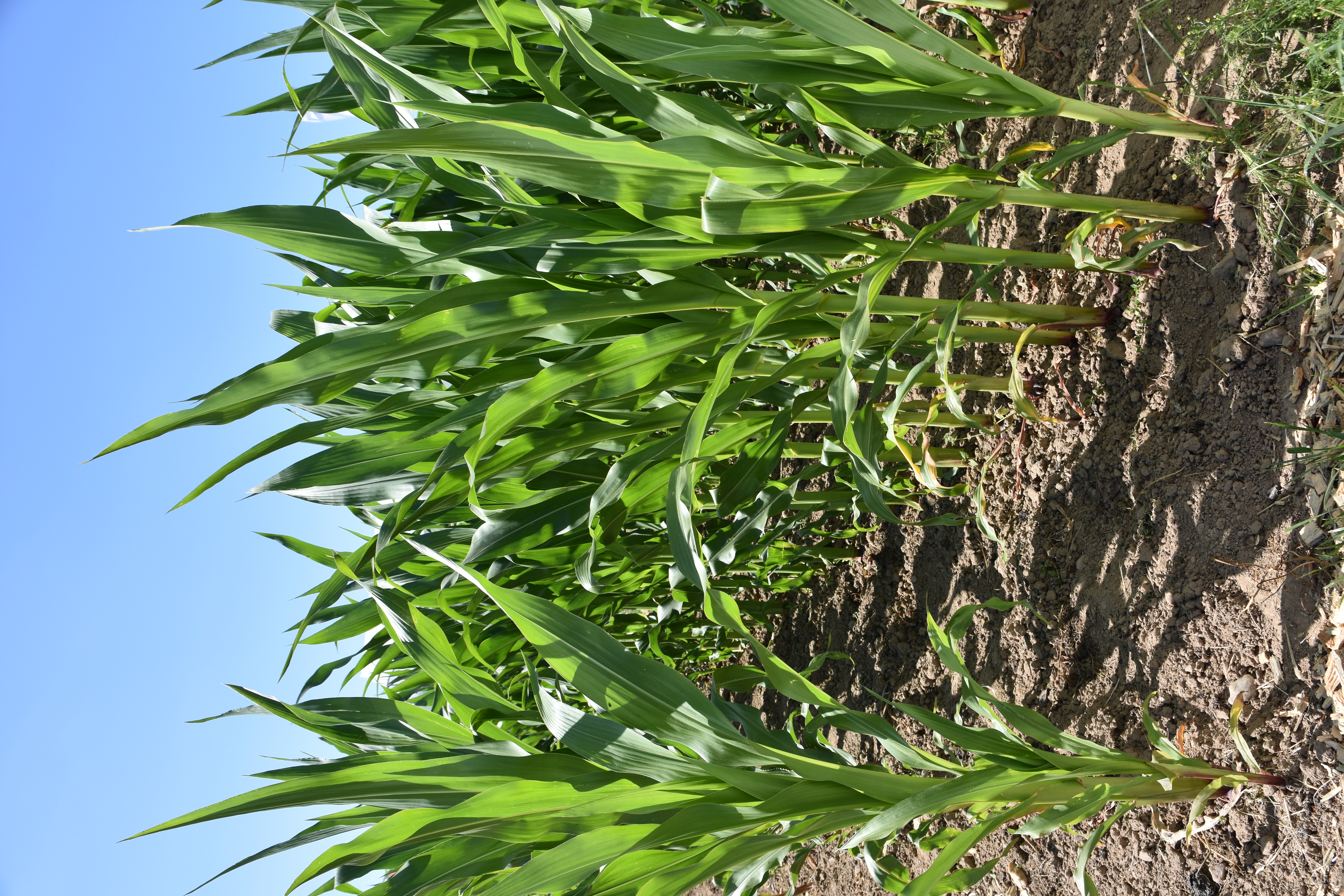 Mais IG Grapinga (50 TK) Öko