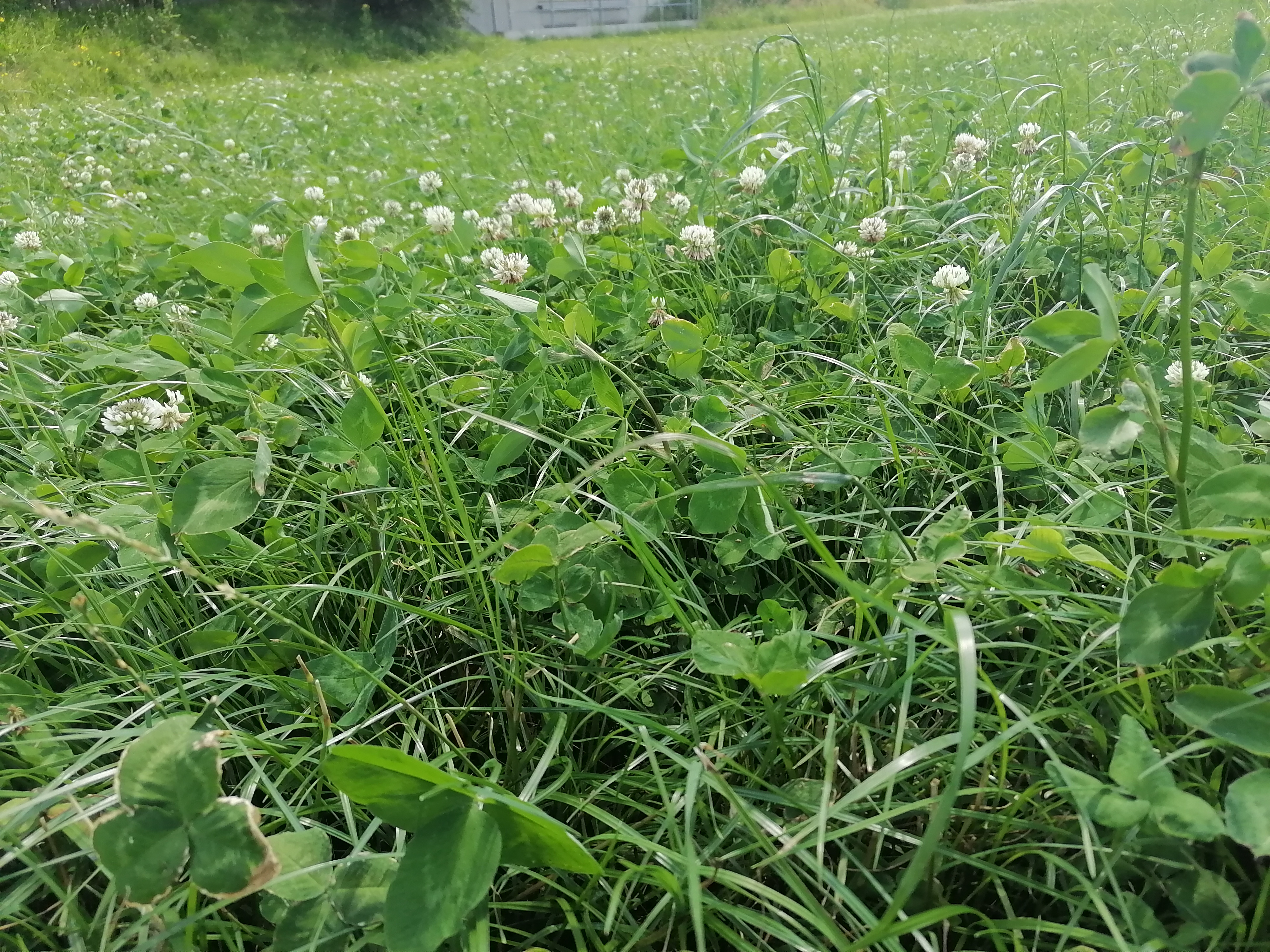 semopur Q-GRAS LS2 öko (10 kg)