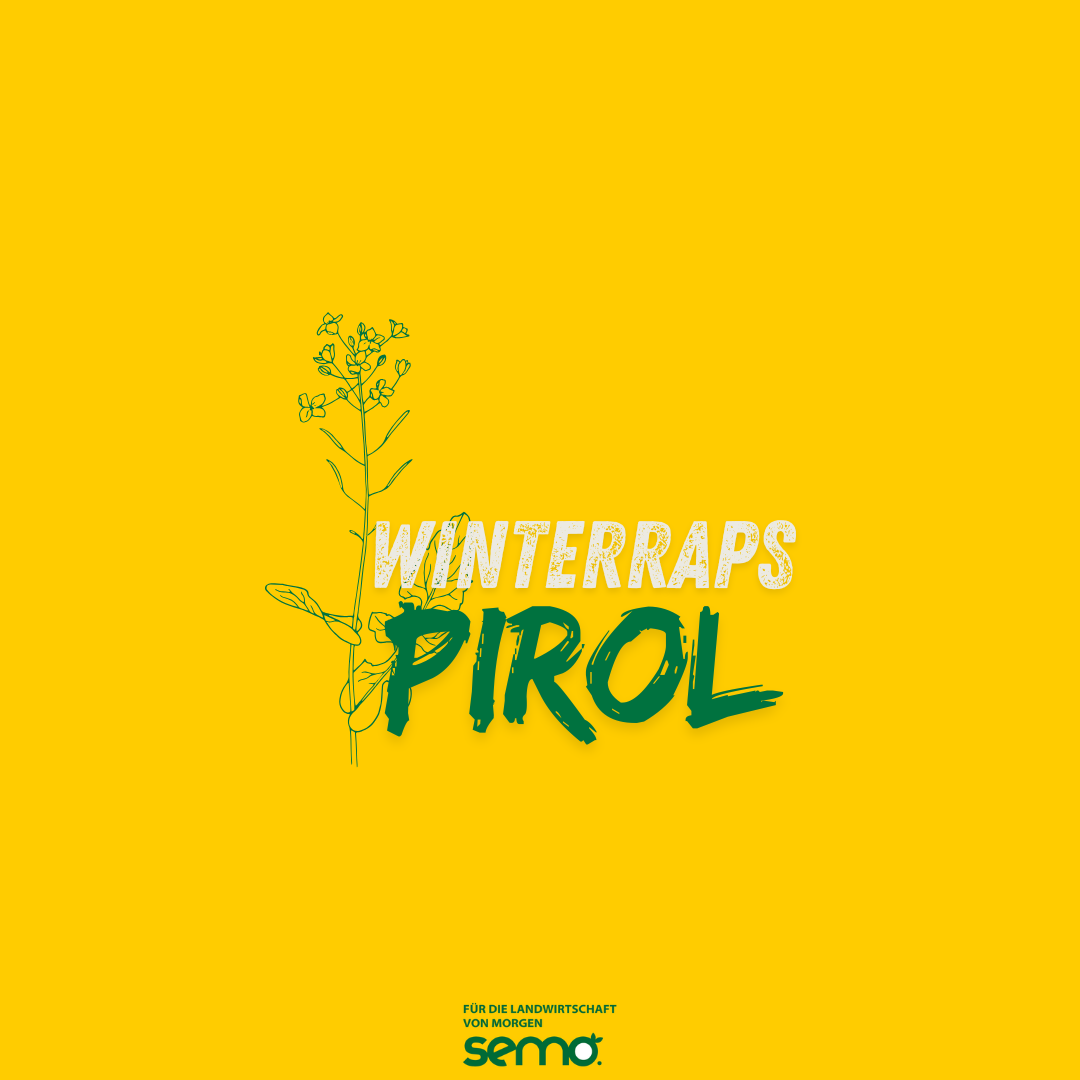 RAW PIROL (1,5 Mio K) Öko Hybridsorte