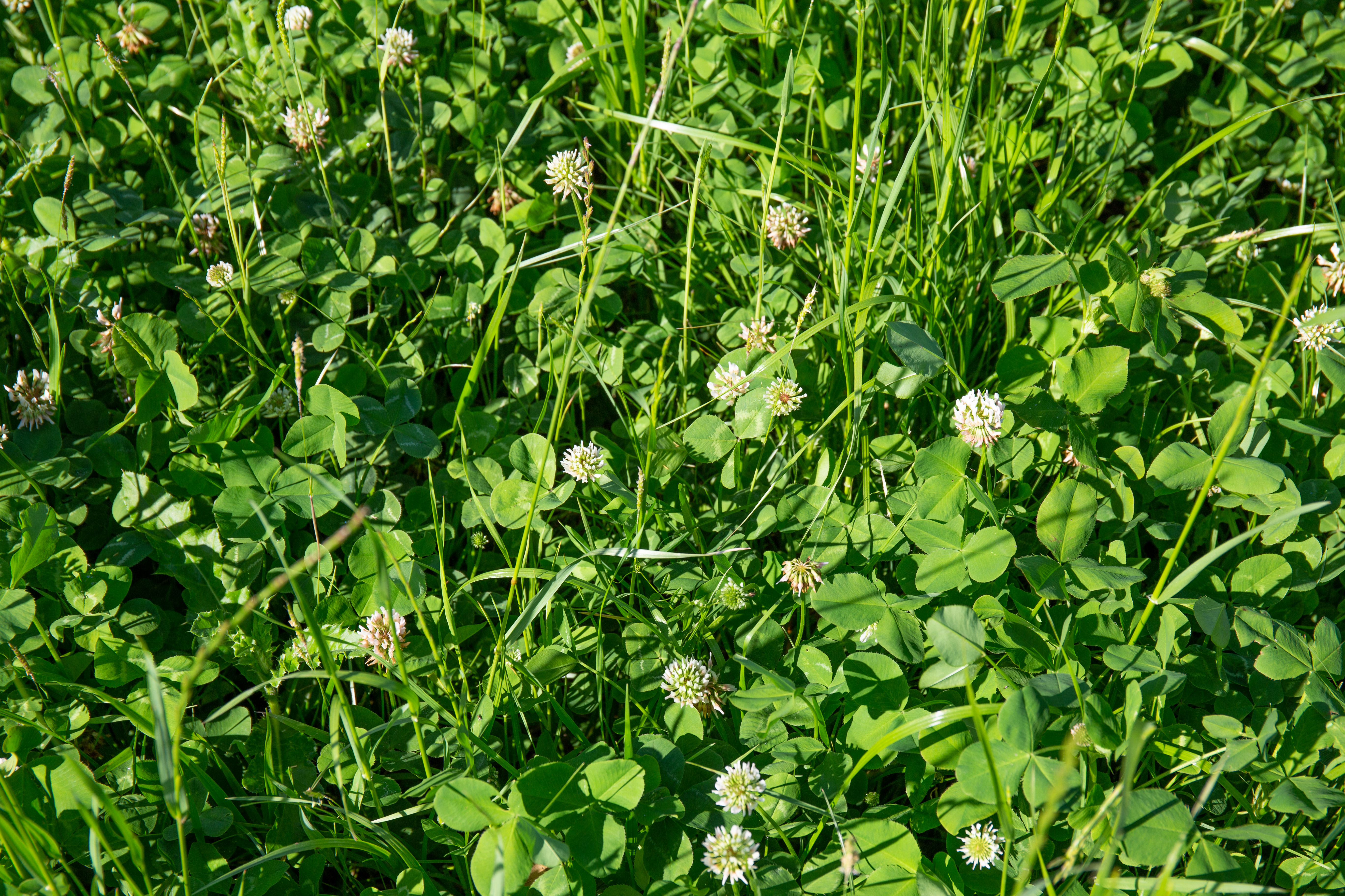 semopur 2.5 WEISSKLEEGRAS öko (10 kg)