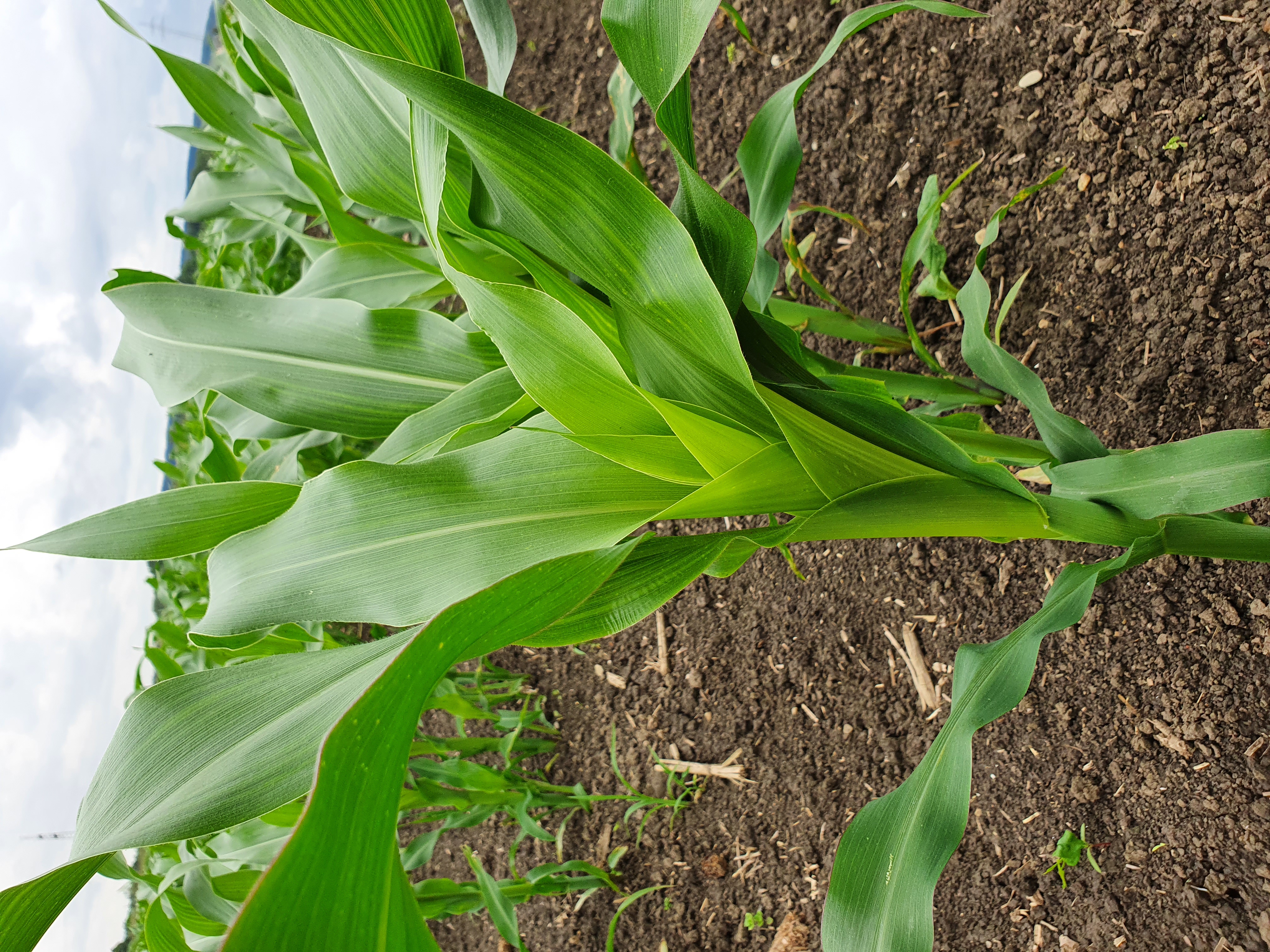 Mais IG Amello (S 250/K 220) öko (50TK) Mais IG Amello (S 250/K 220) öko (50TK)