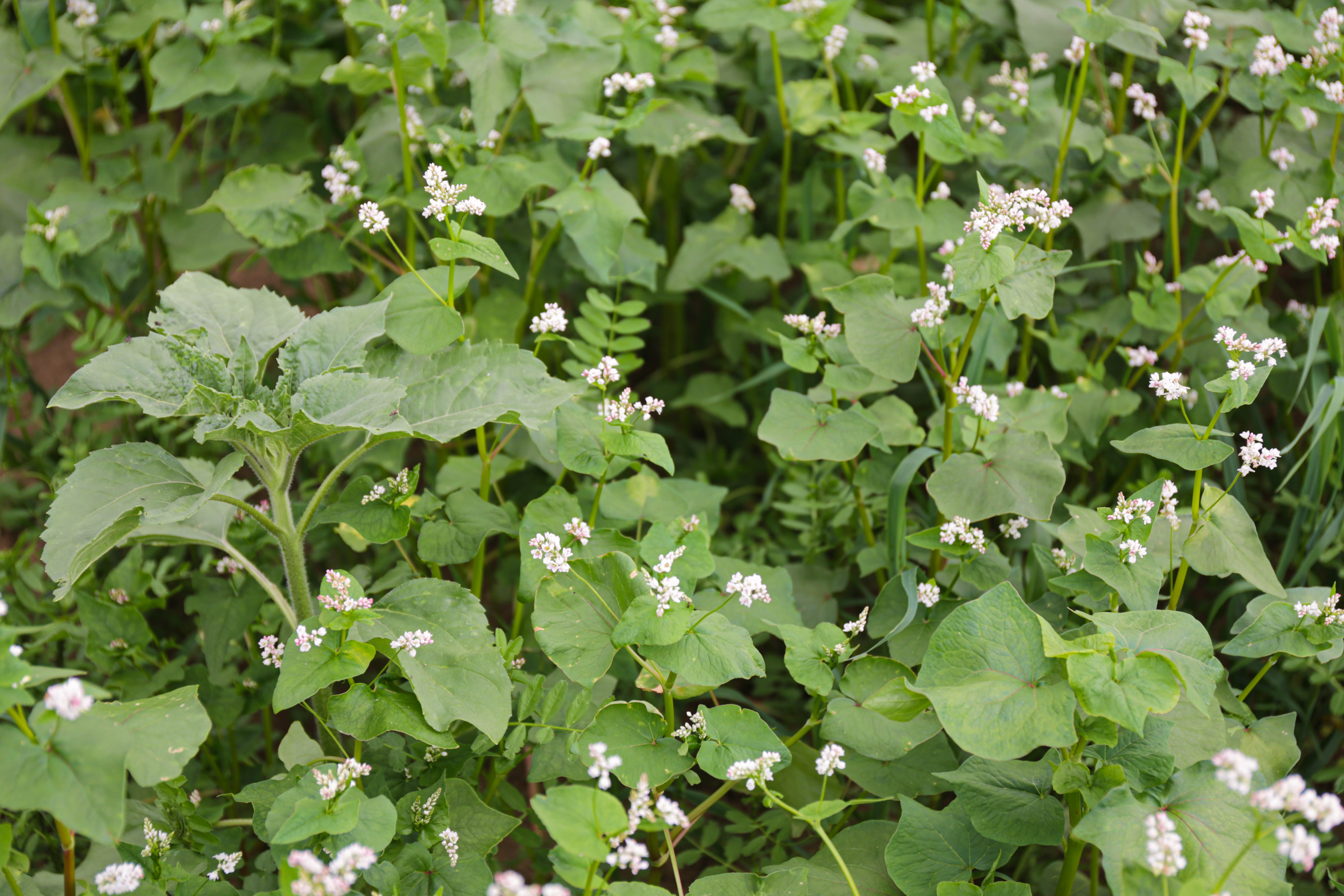 semopur 9.10 BIO MASSE öko (10 kg) semopur 9.10 BIO MASSE öko (10 kg)