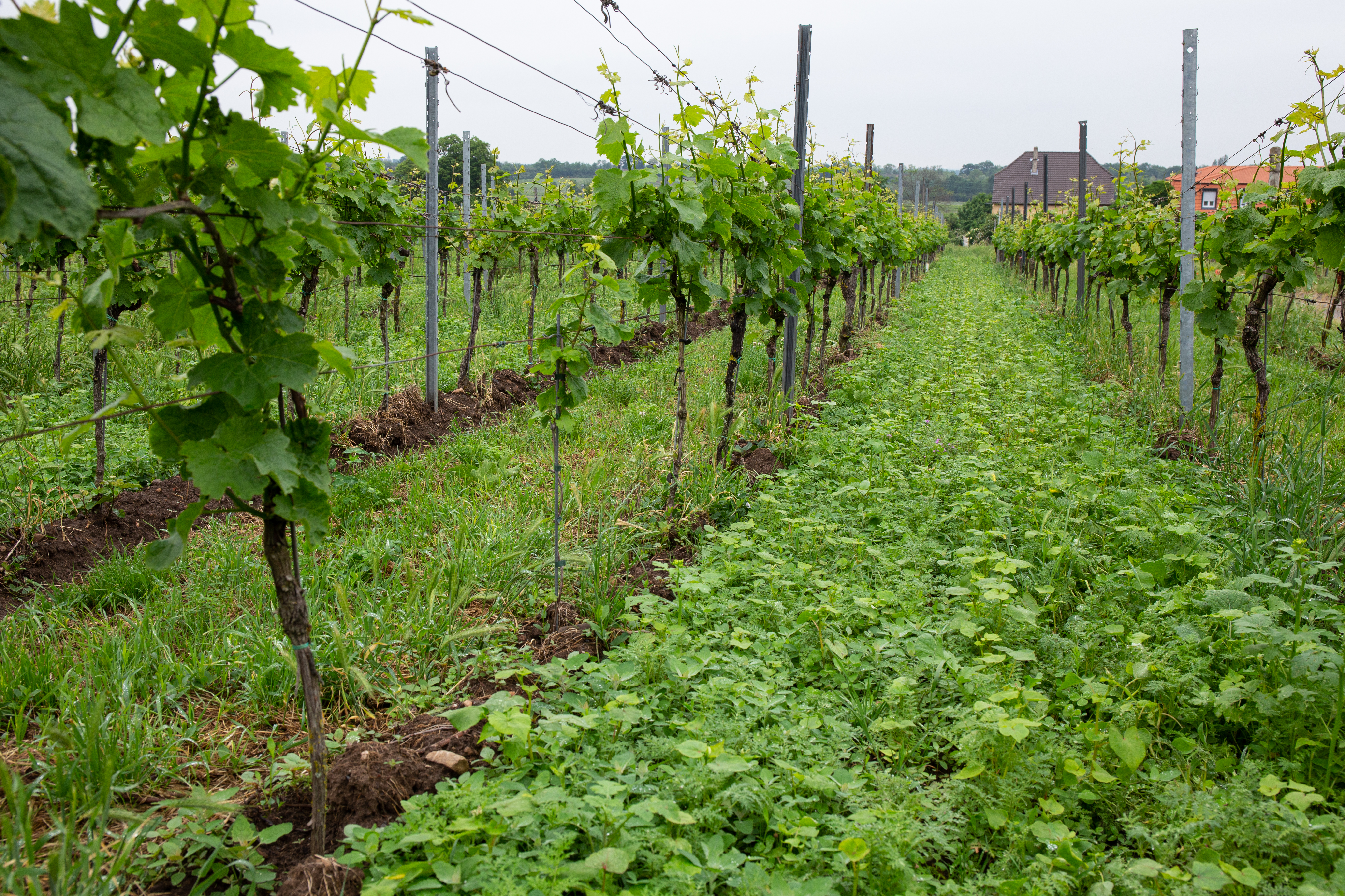 semopur 7.4 WEINBERGBEGRÜNUNG OHNE LUZERNE öko (10 kg)