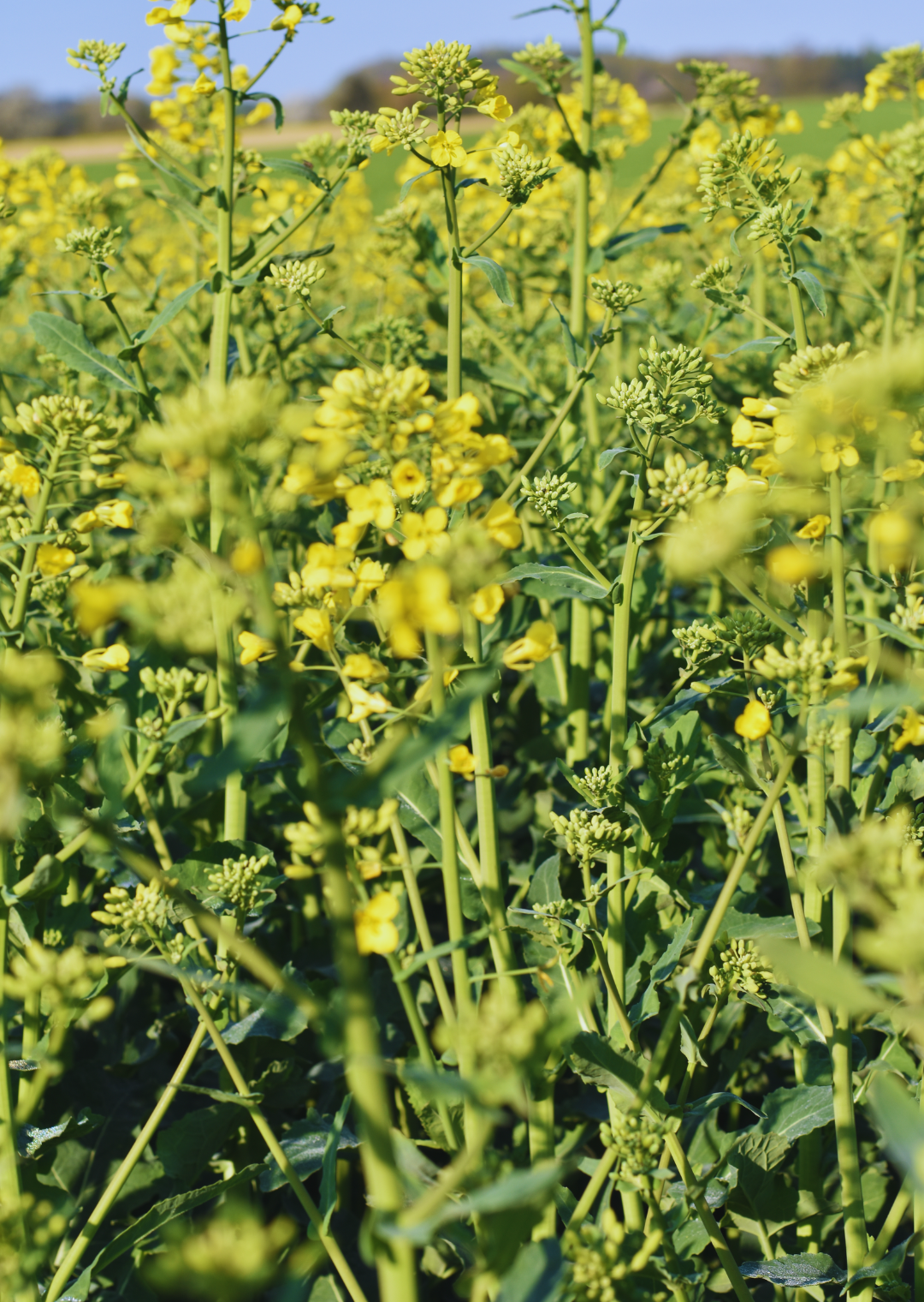 RAW Fontan Öko (25 kg)