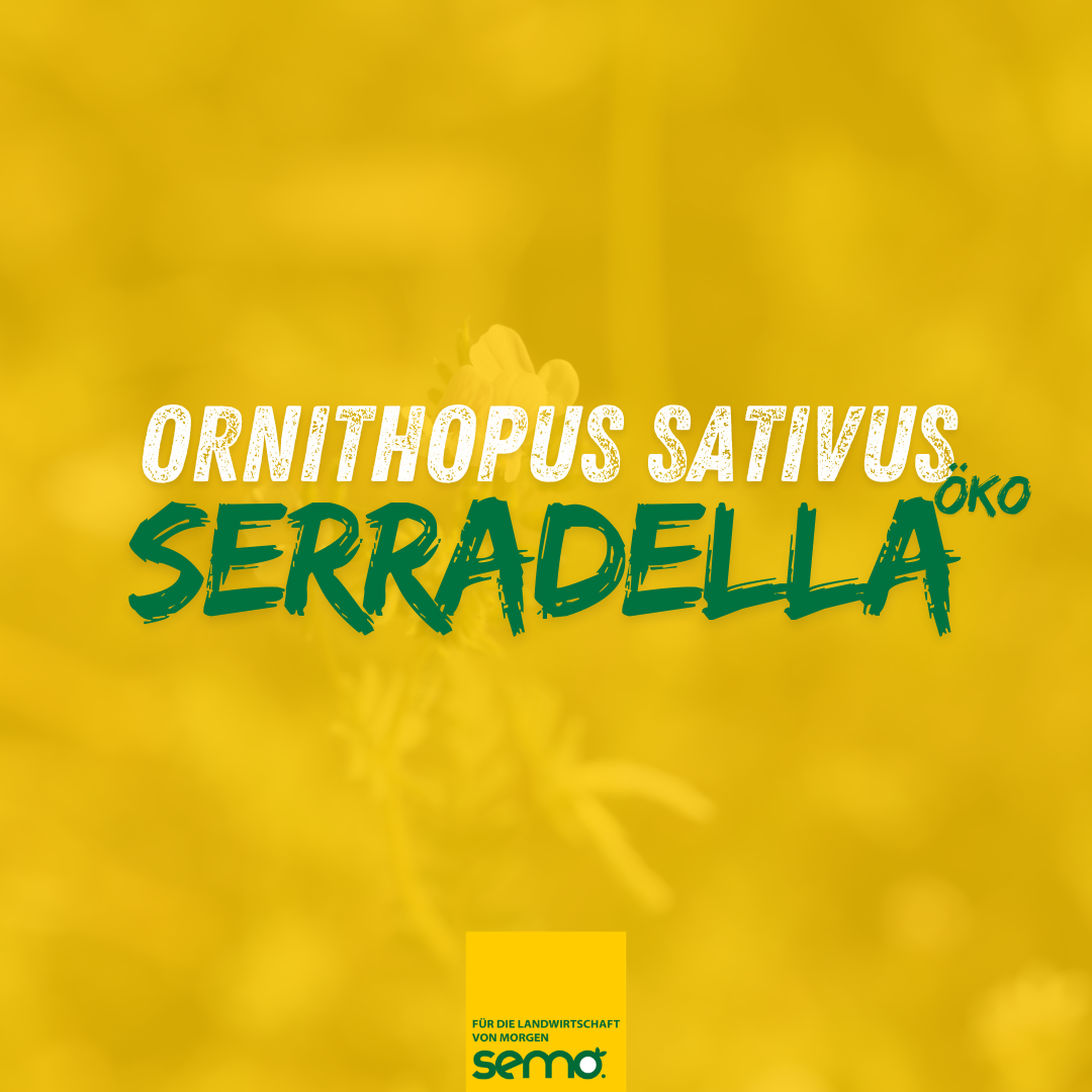 Serradella Öko (25 kg)