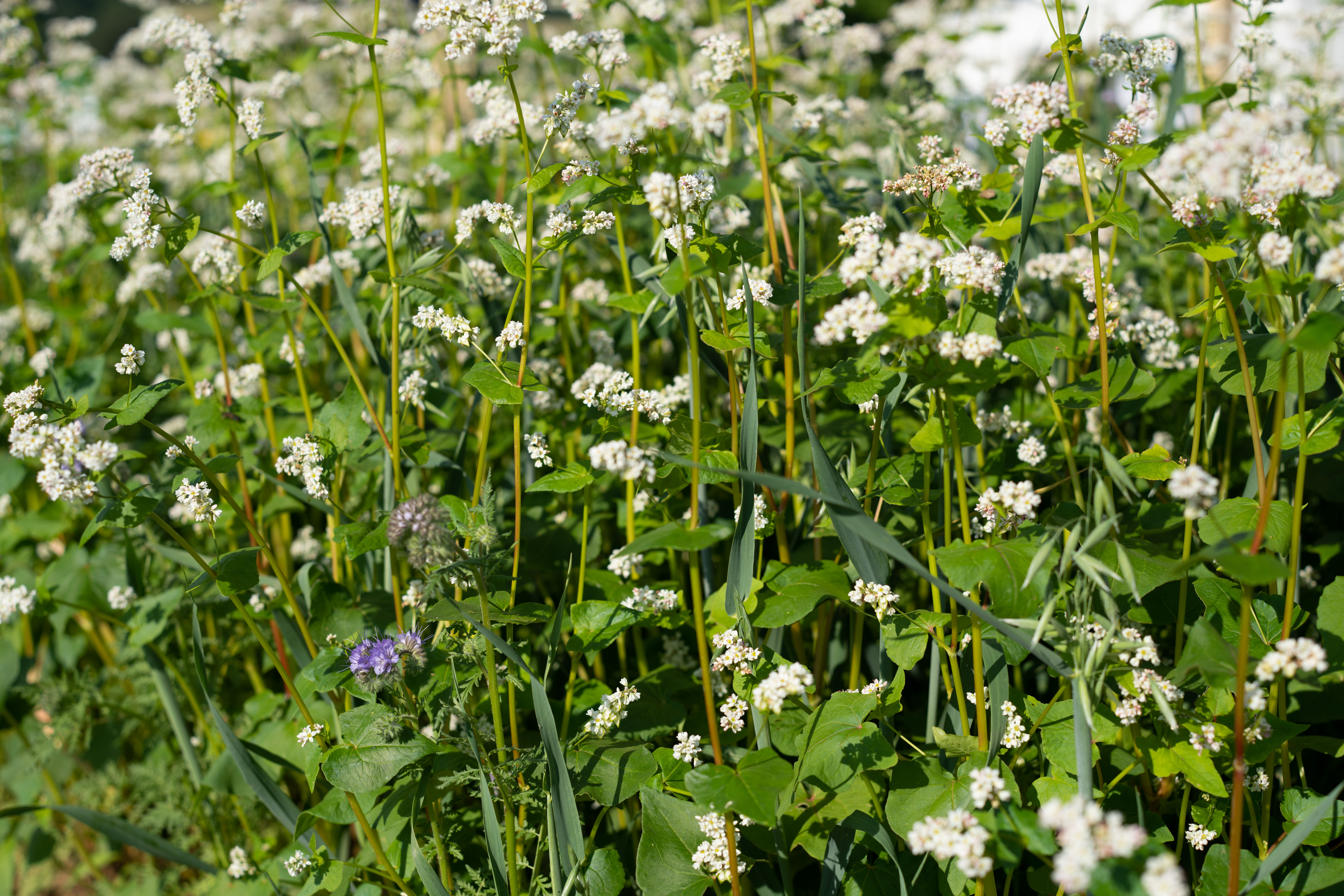 demeter GARTENBAUMISCHUNG (10 kg)