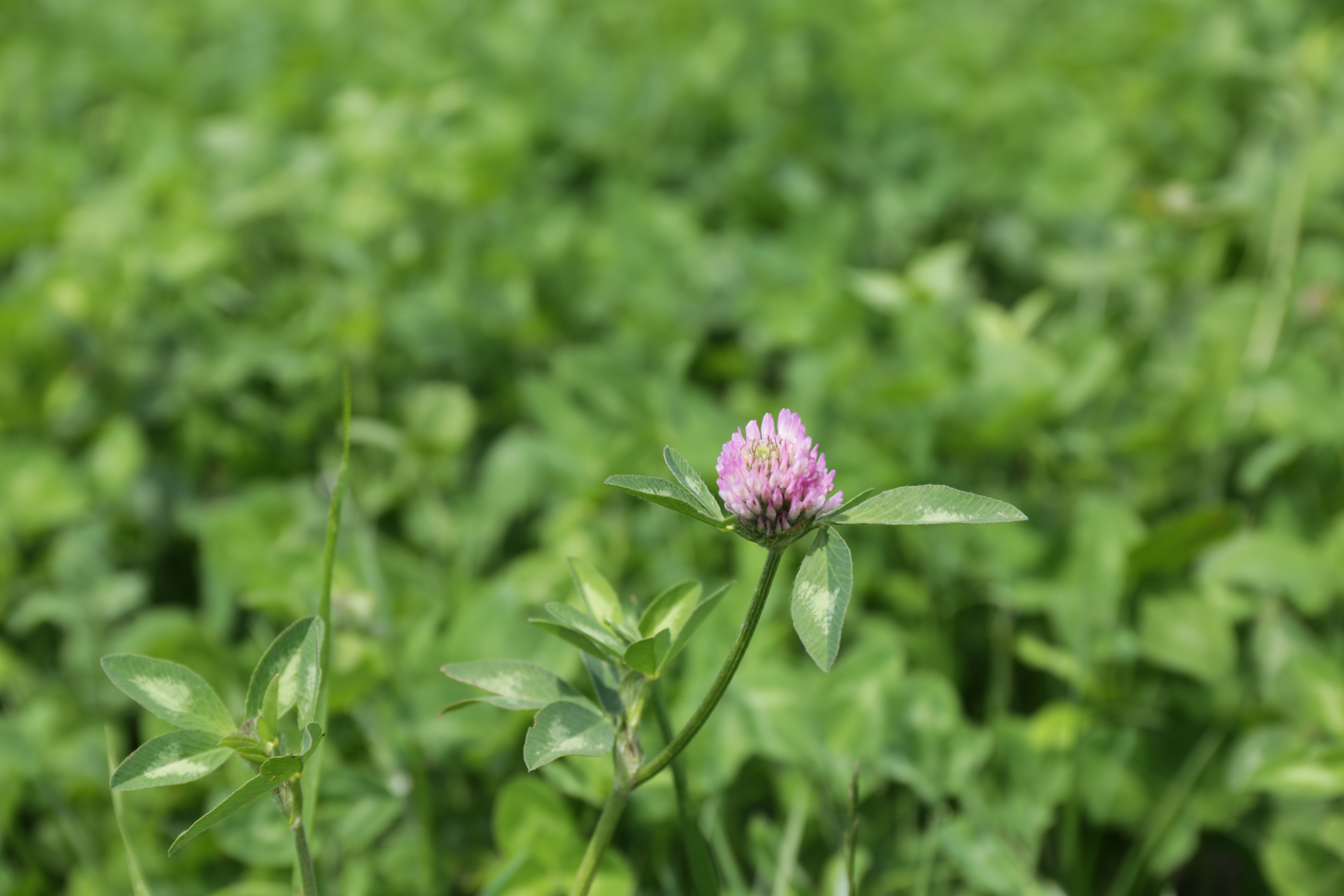 RKL Rozeta (d) Öko  (25 kg)