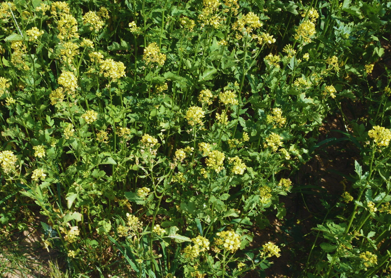 SF Sinex nem.res. Öko (25 kg)