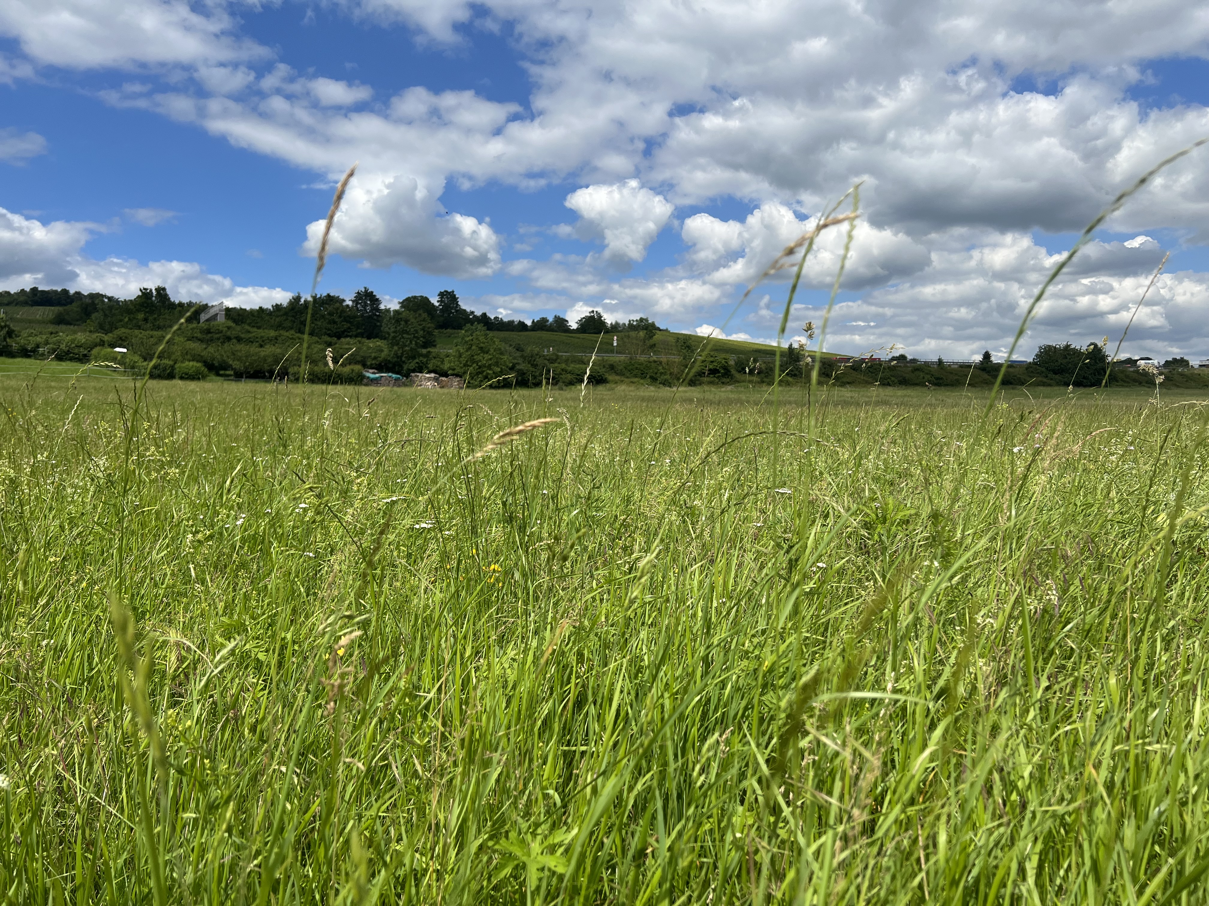 WSC Cosmolit öko (25 kg)