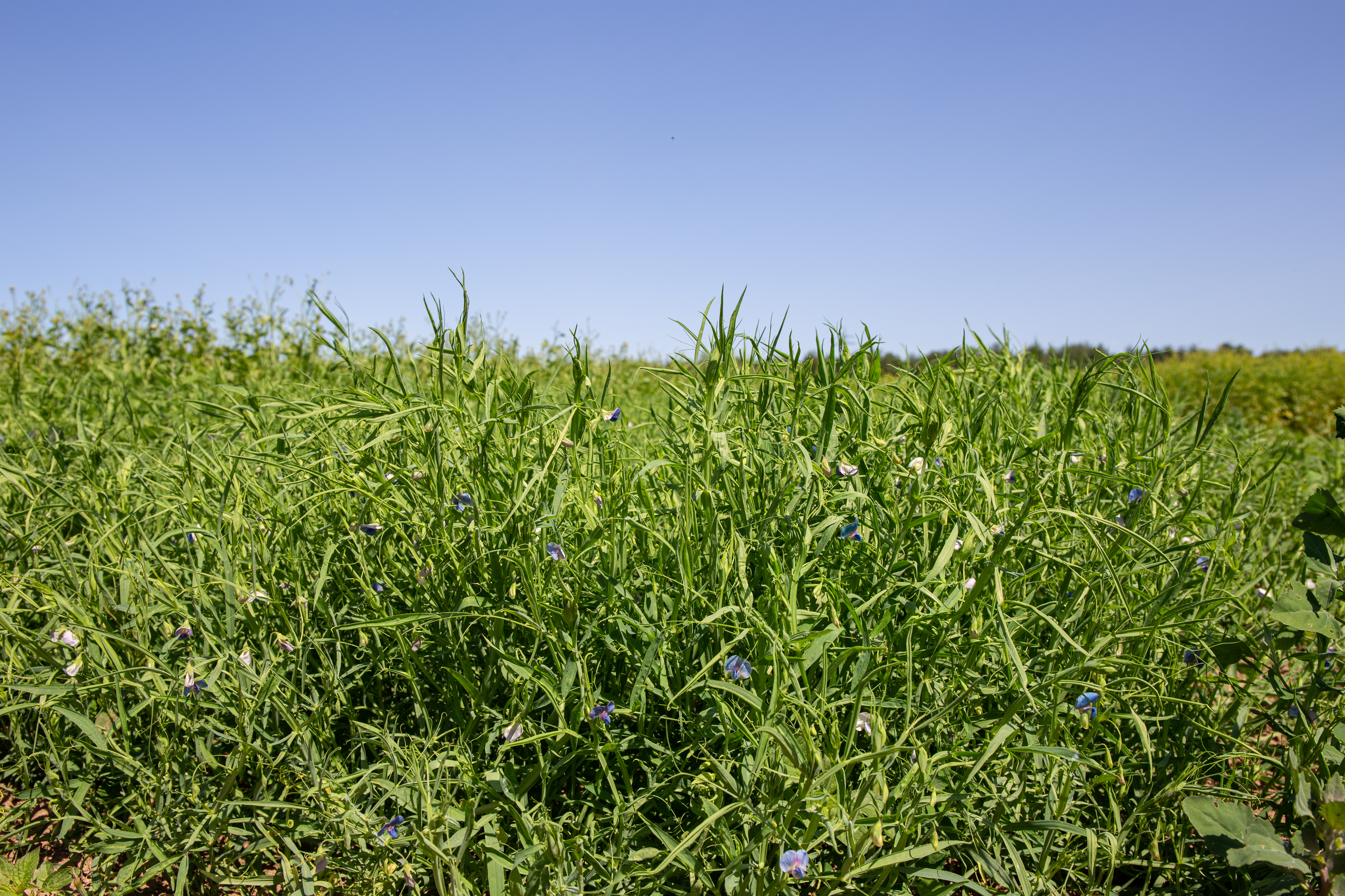 EF Platterbse (Lathyrus sativus)Öko 25kg