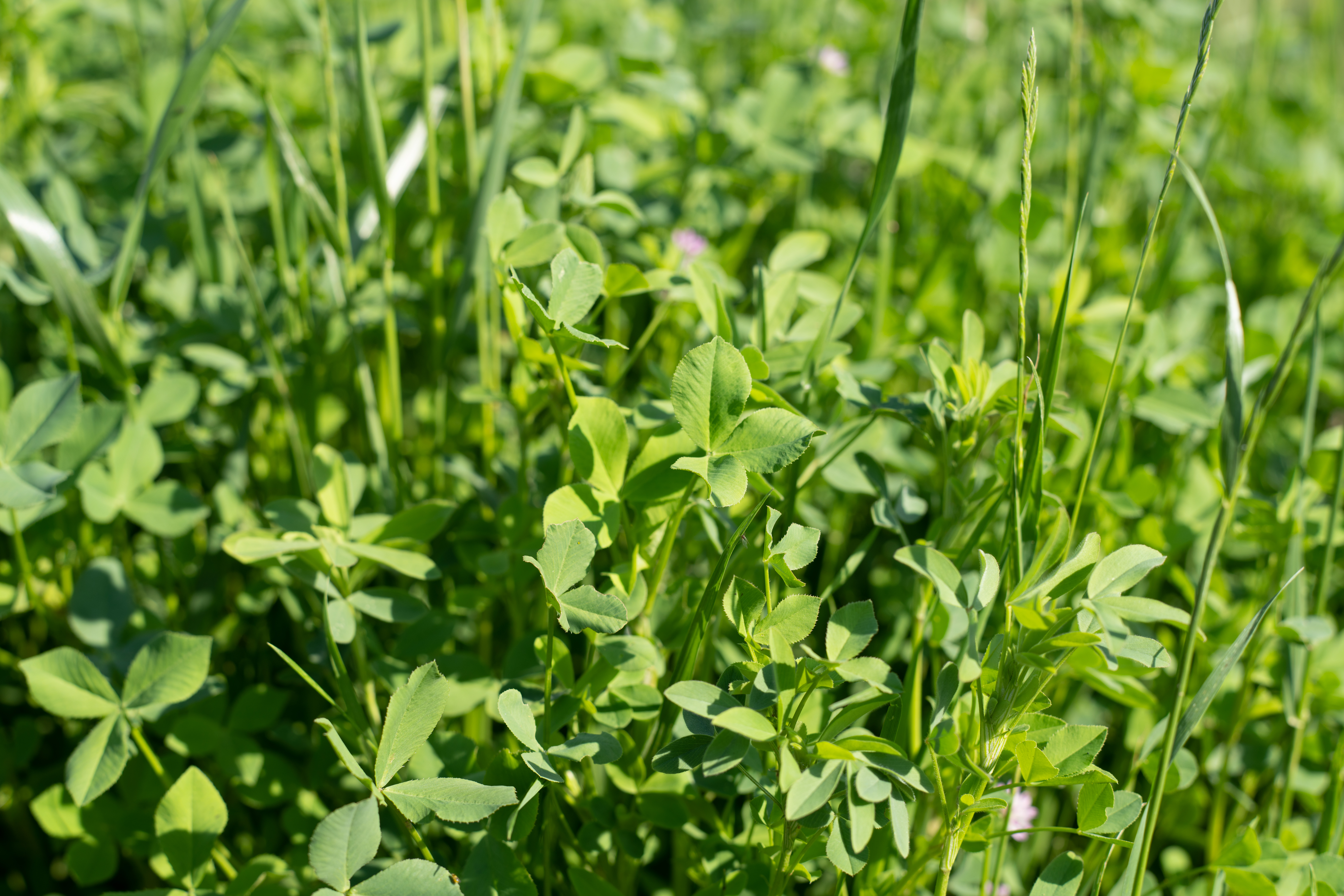 semopur 1.2 KLEEGRAS EINJÄHRIG öko (10 kg) semopur 1.2 KLEEGRAS EINJÄHRIG öko (10 kg)