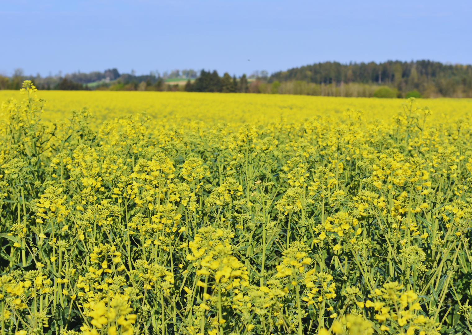 RAW PIROL (1,5 Mio K) Öko Hybridsorte