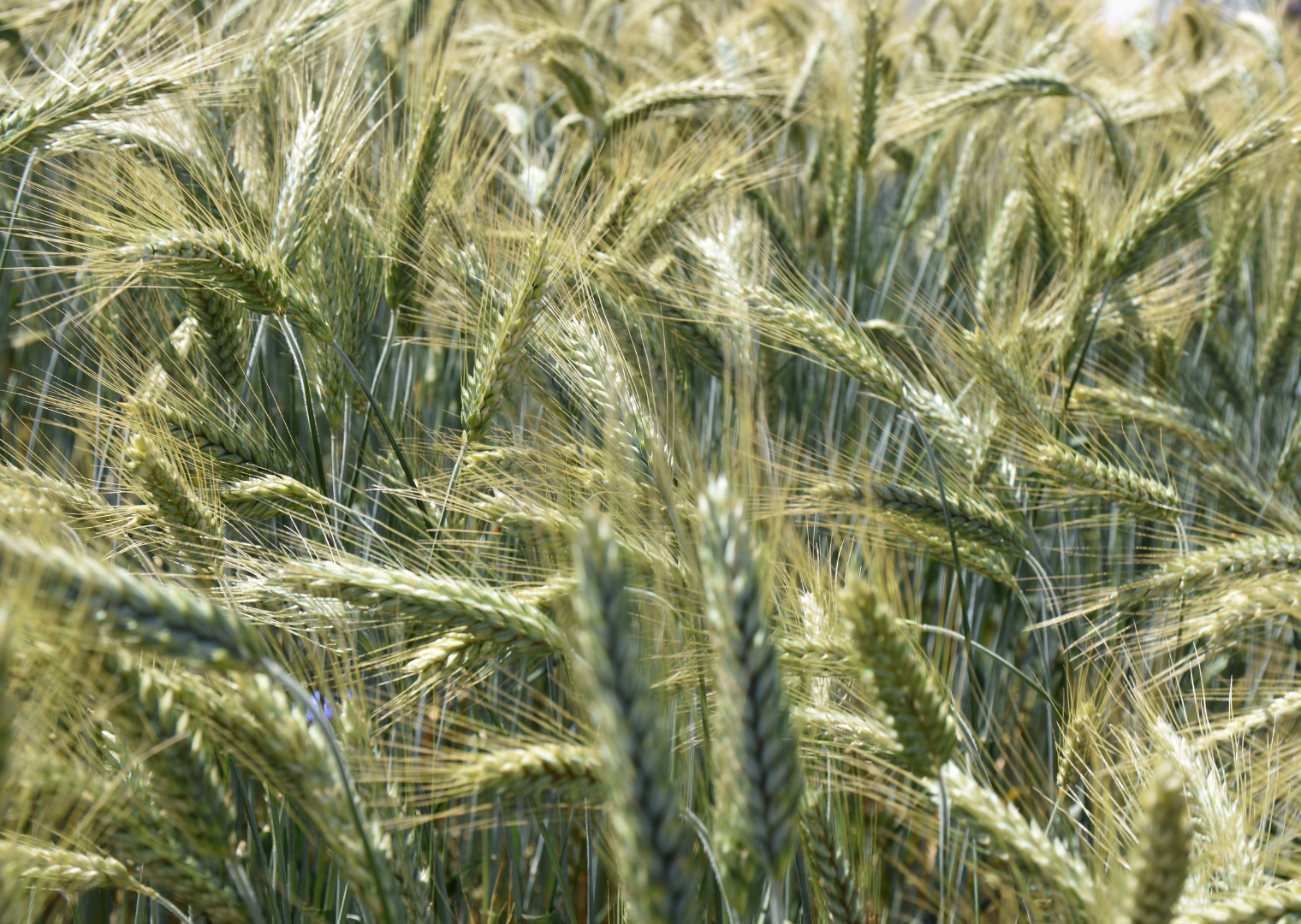 TIW TULUS Öko (50kg)