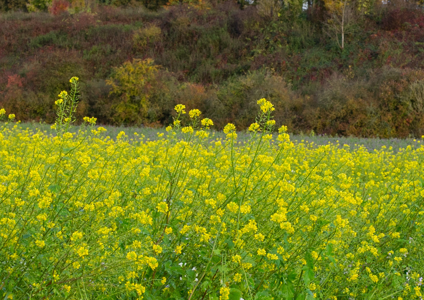 SF Wanda öko (25 kg) SF Wanda öko (25 kg)