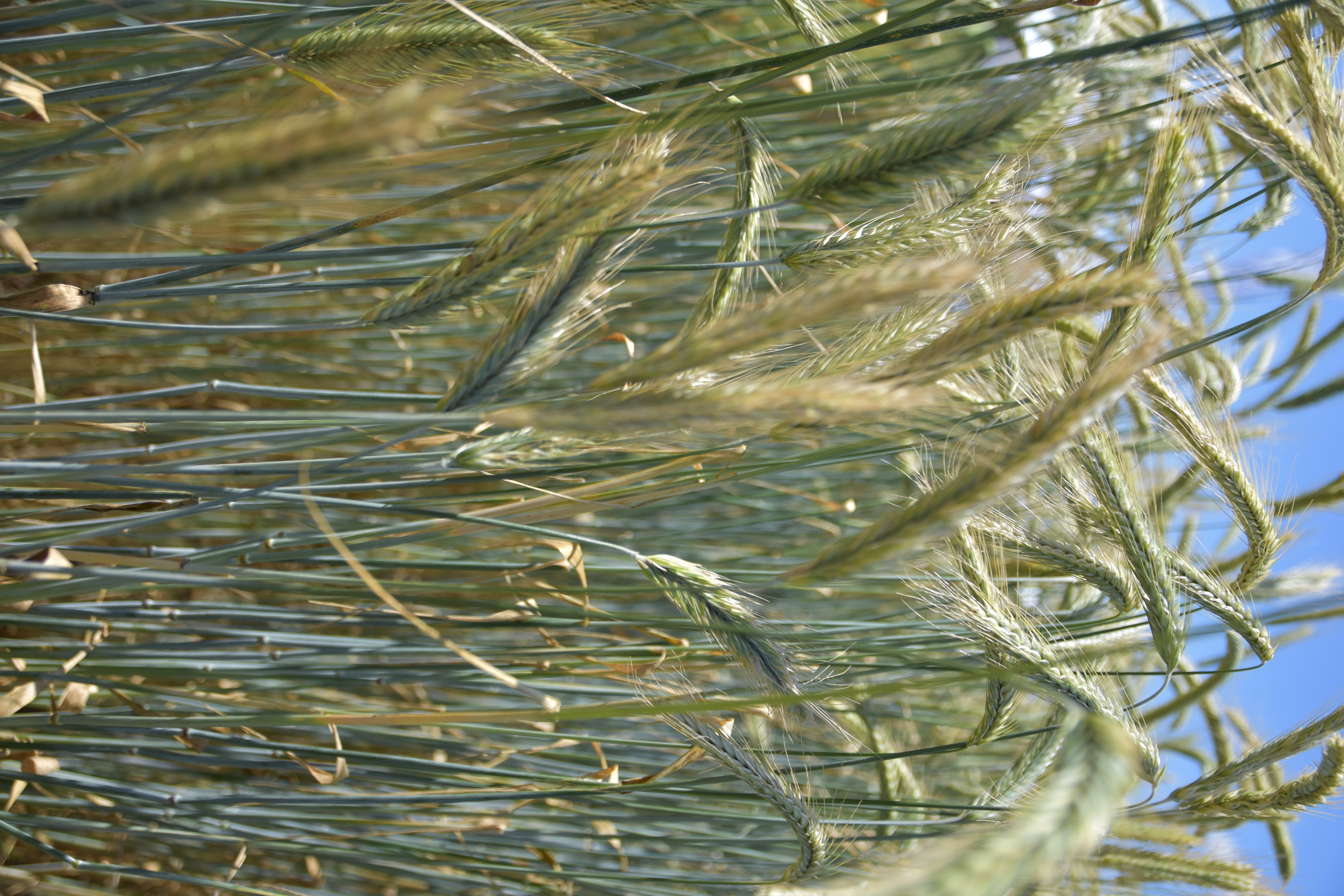 RS SU Vergil Öko (25 kg)