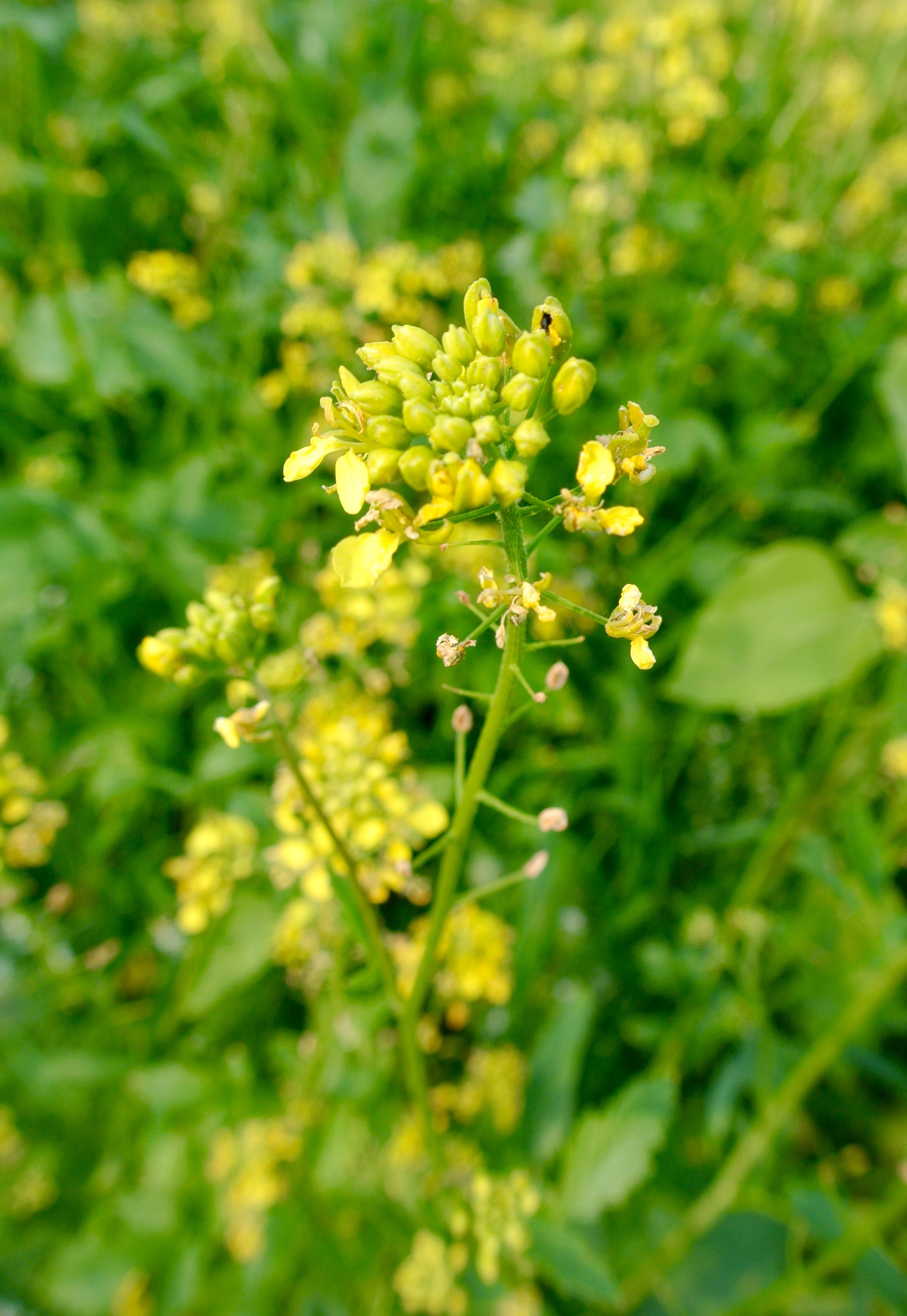 SF Martigena Öko (erucasäurefrei)(25kg) SF Martigena Öko (erucasäurefrei)(25kg)