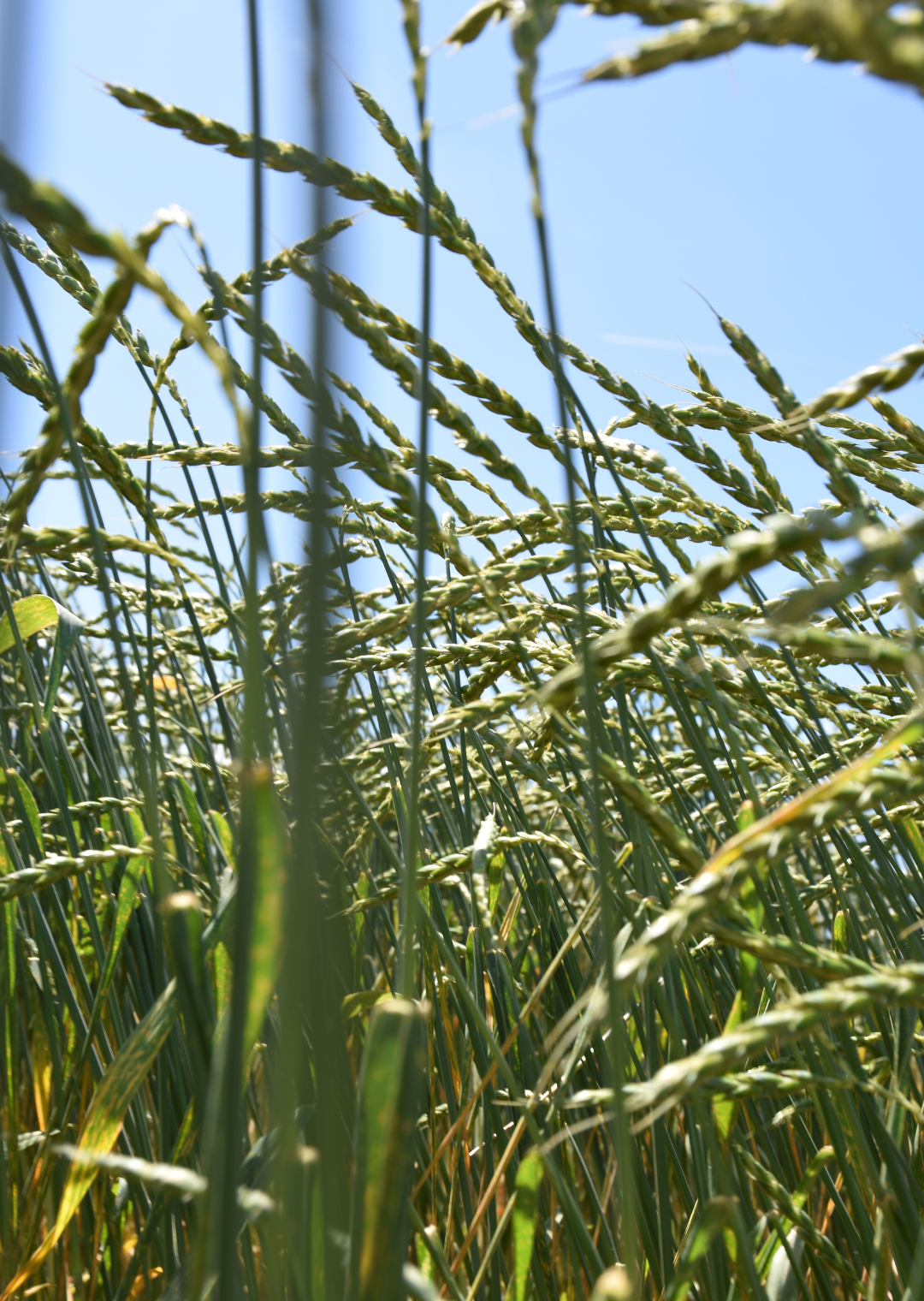 SPW MV Martongold (C2) (25 kg)