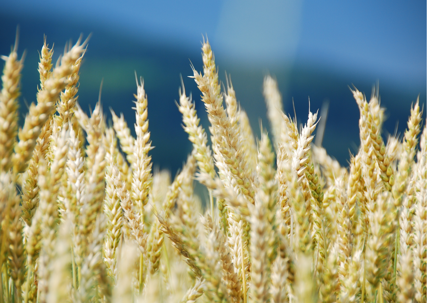 WS Liskamm (E) Öko (30 kg) WS Liskamm (E) Öko (30 kg)