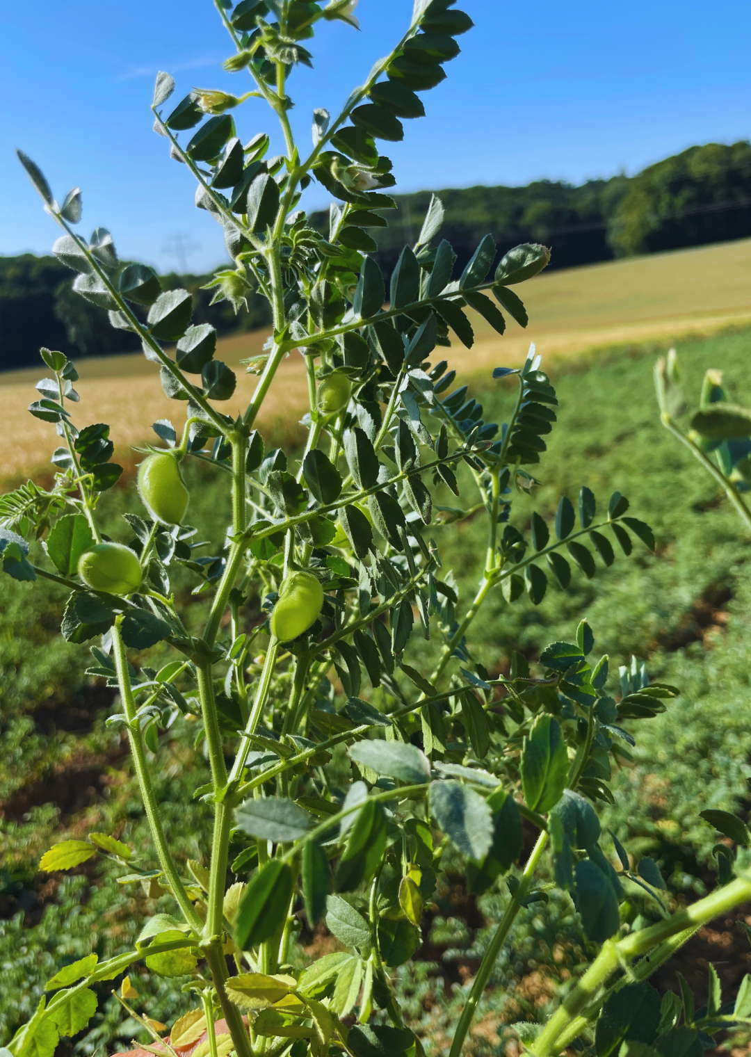 SJ Vineta PZO Öko (150 TK) ungeimpft.
