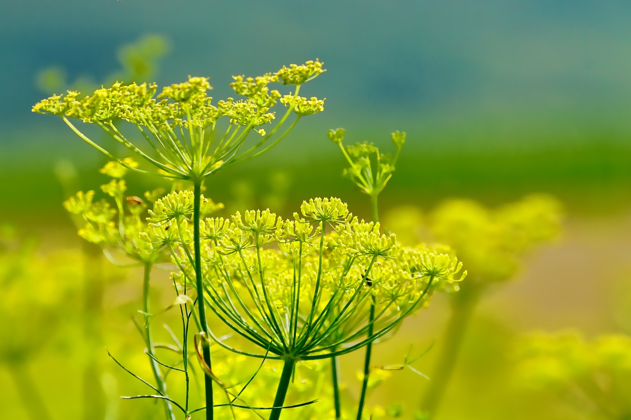 Fenchel Foeniculum vulgare Öko