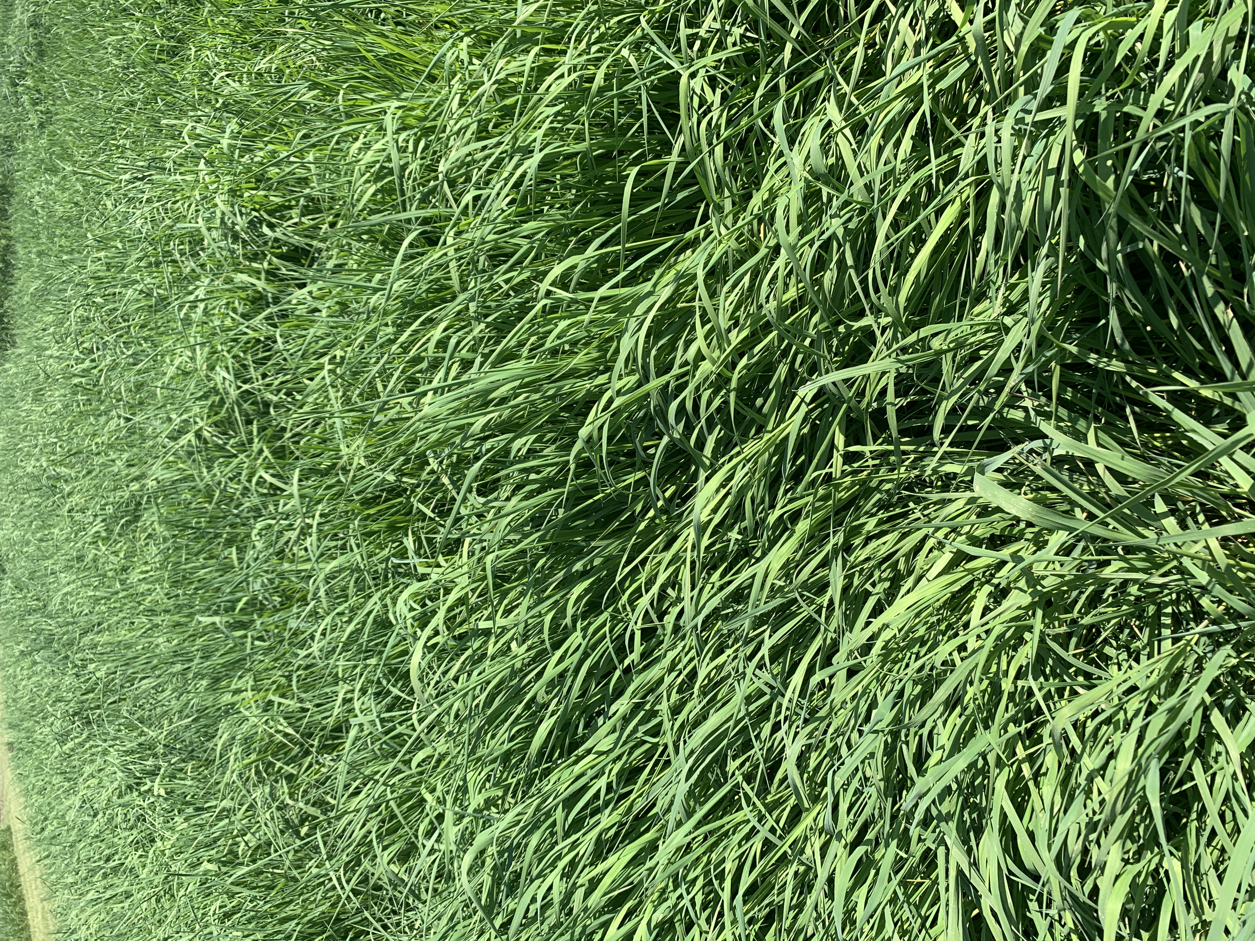 WL Summergraze Öko (20 kg)