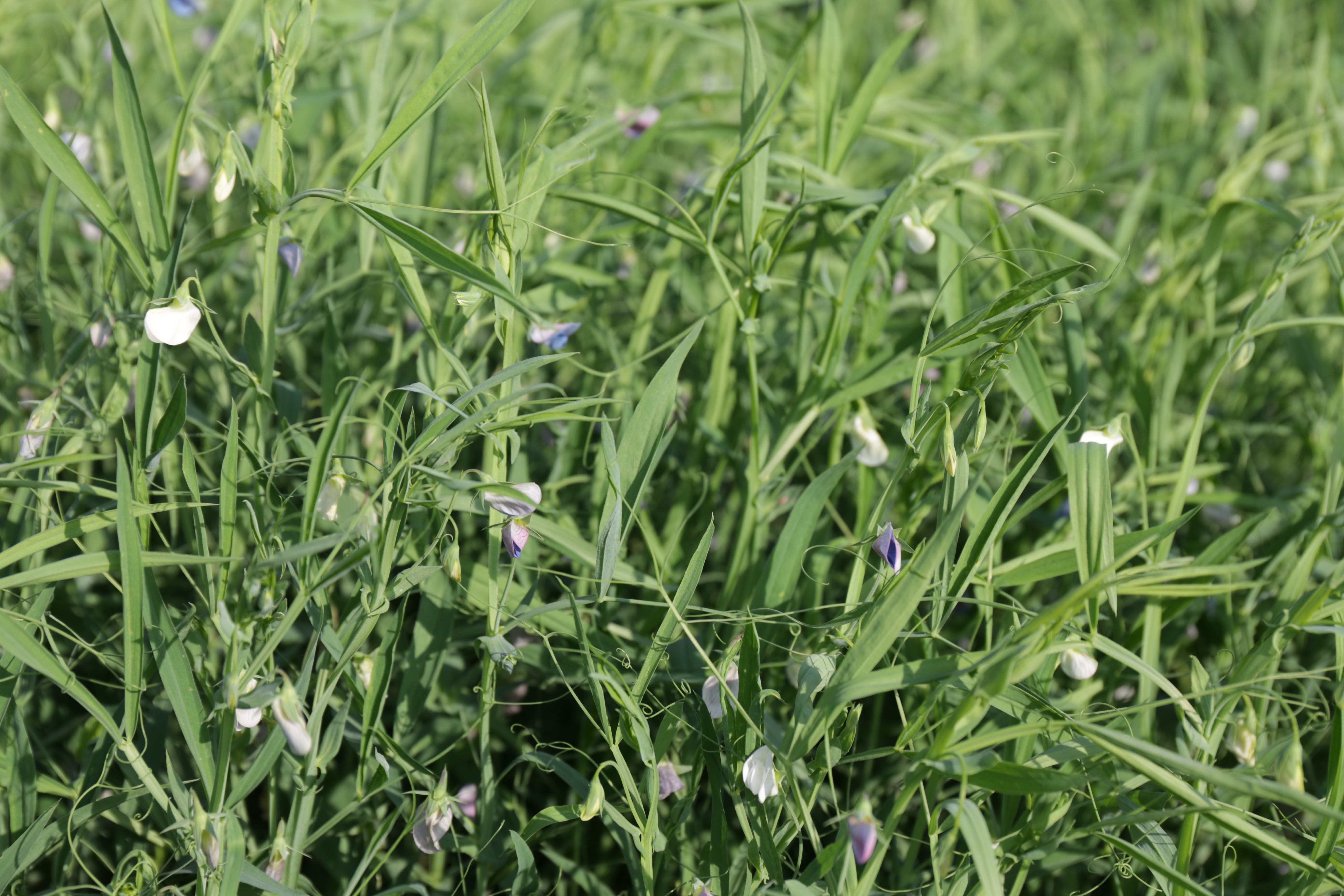 Platterbse Lathyrus sativus öko (30 kg)