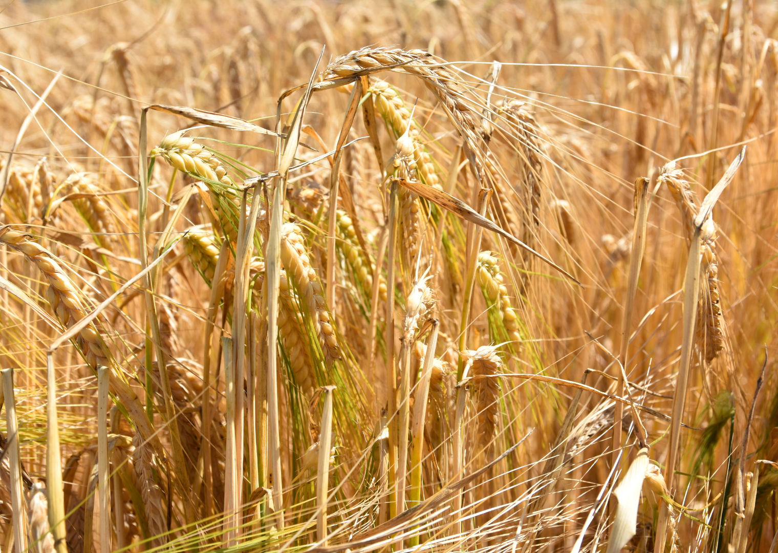 GW Goldmarie Öko (zz) (25 kg)