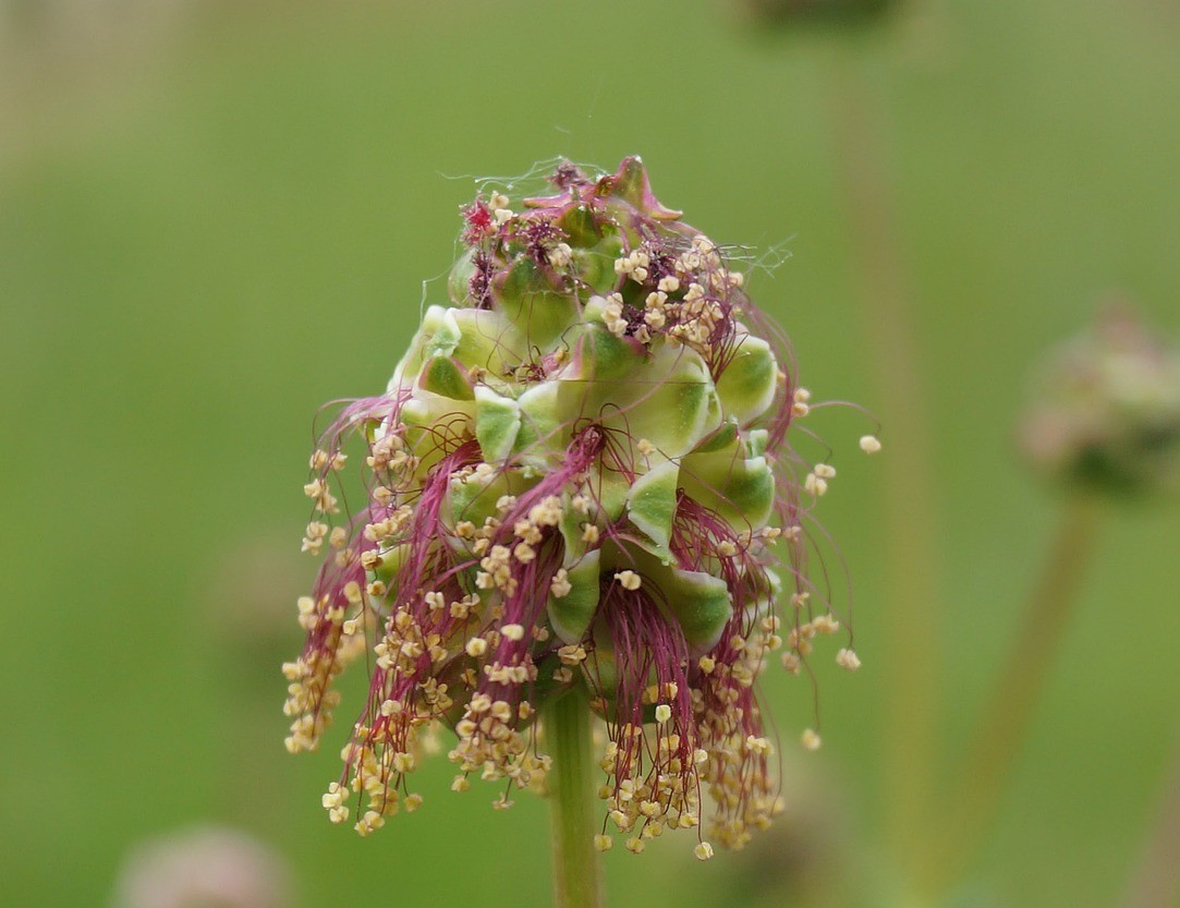 Kl. Wiesenknopf Sanguis.minor Öko