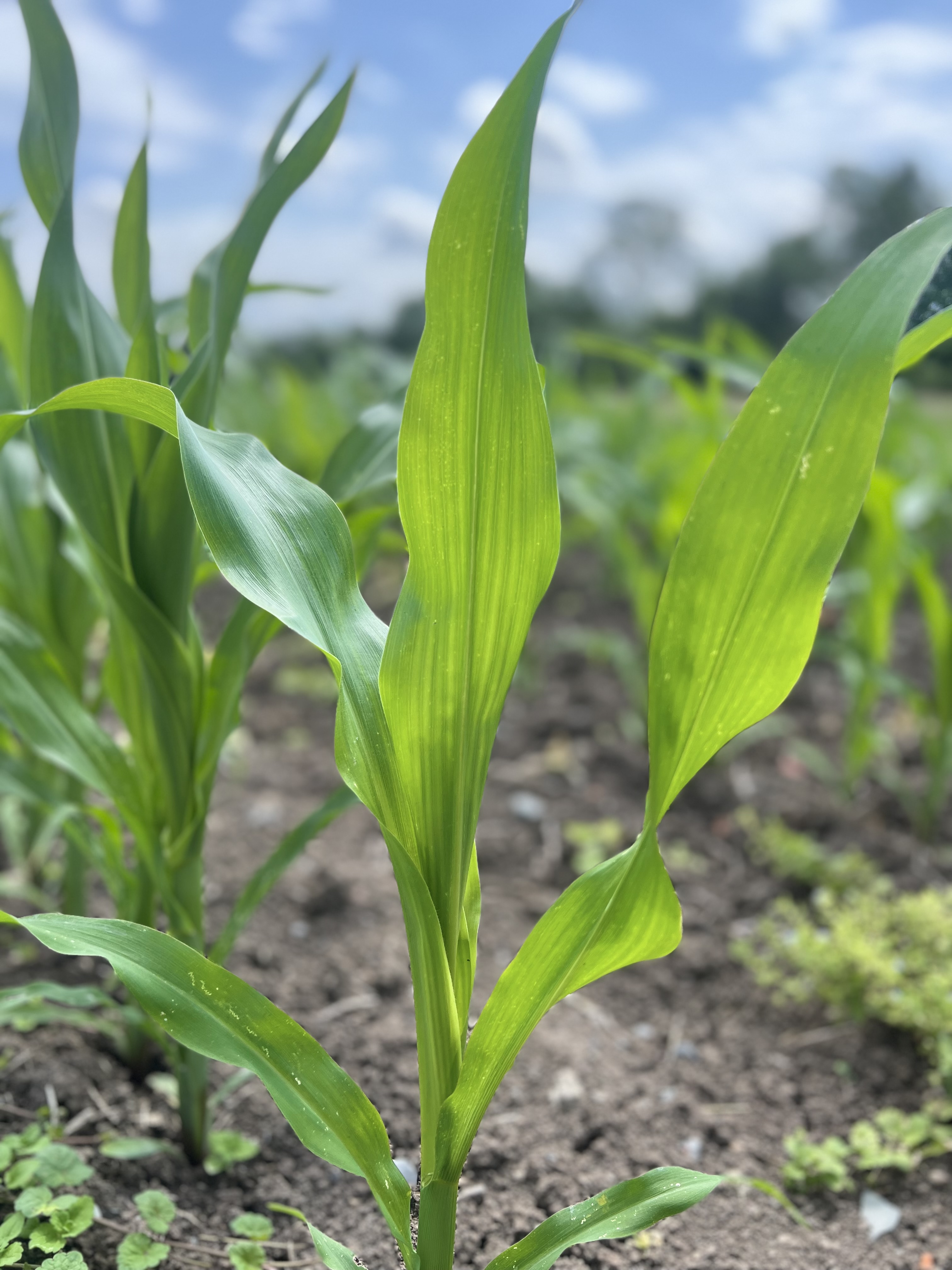 Mais LG 31.256 (S 250/K 240) öko (50.000 Korn/EH)