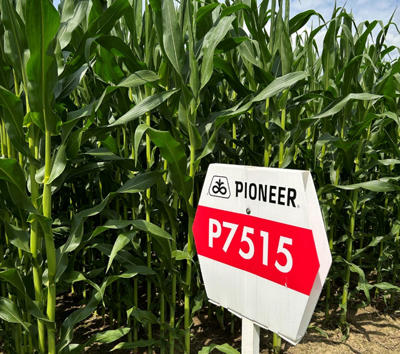 Mais PIO P7515 Öko 50TK