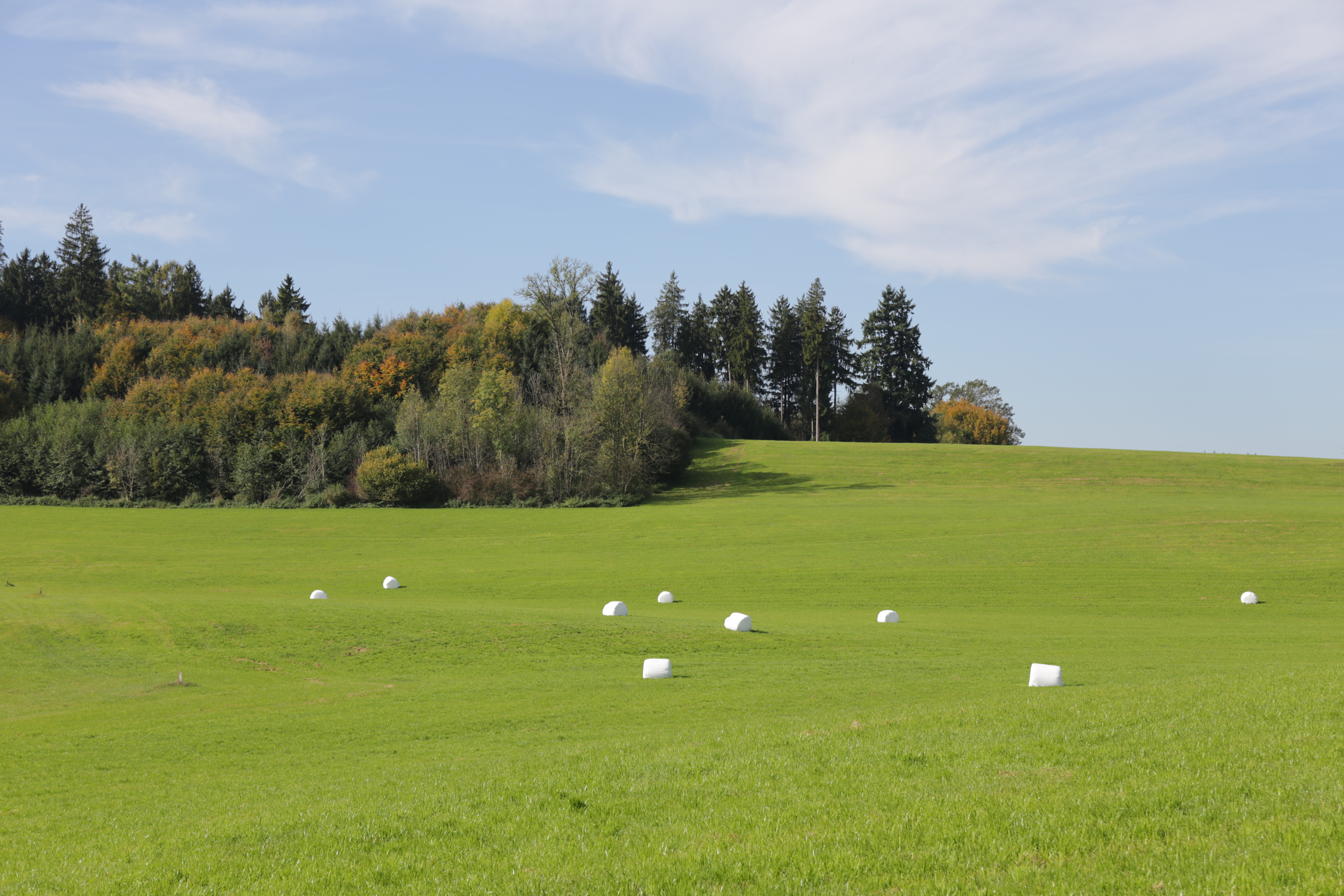 semopur 5.1 DAUERWEIDE öko (10 kg)