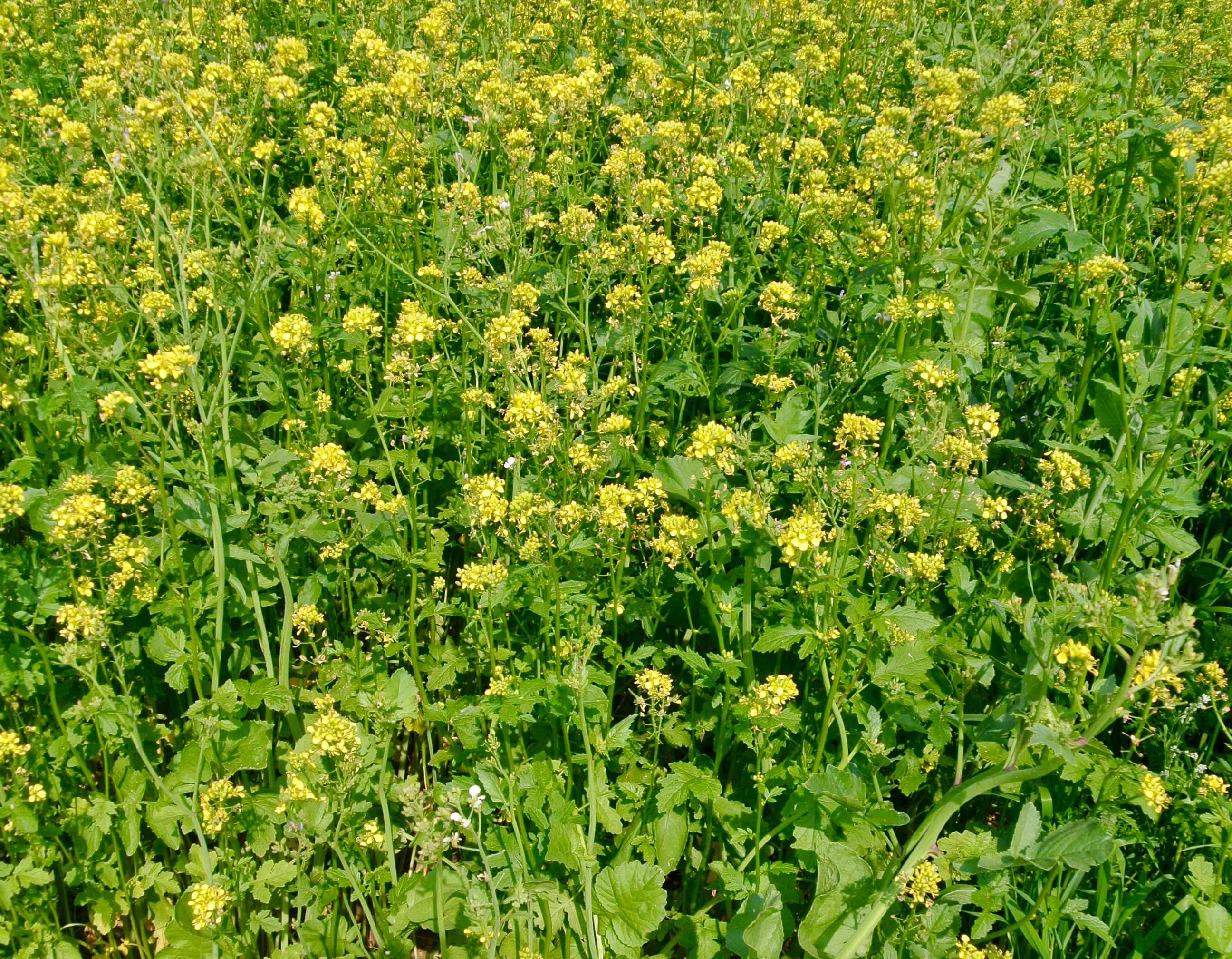semopur 9.9 SPÄTHERBST öko (10 kg)