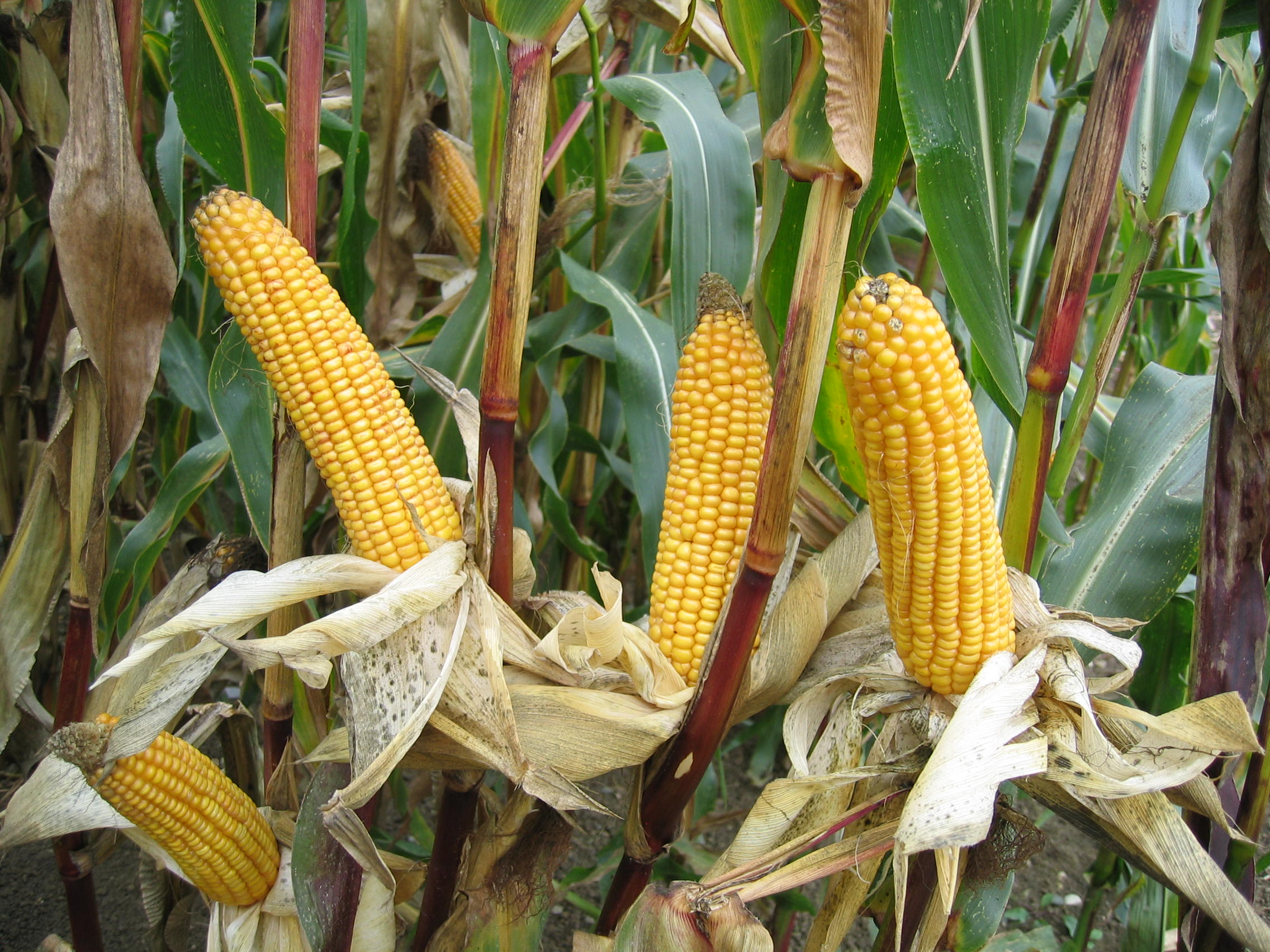 Mais Quattro (ca. S 230) öko (50.000 Korn/EH) Mais Quattro (ca. S 230) öko (50.000 Korn/EH)