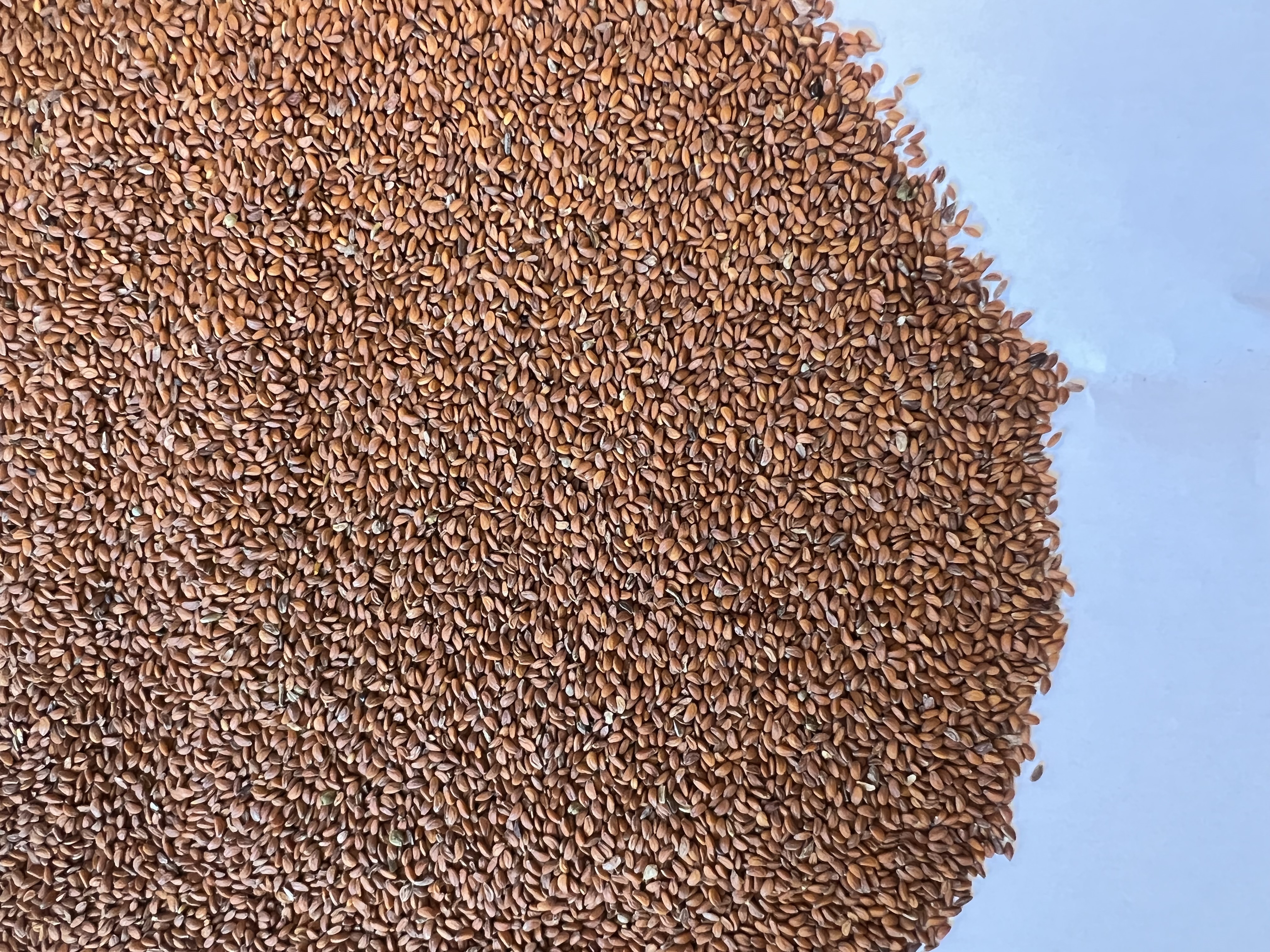 Kresse Lepidium sativum öko (10 kg)