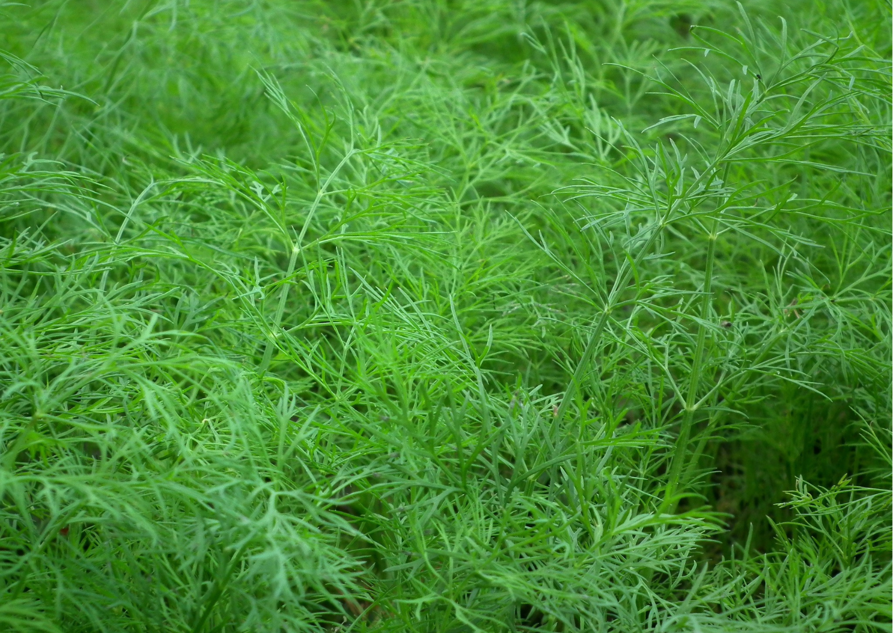 Dill Anethum graveolens Öko