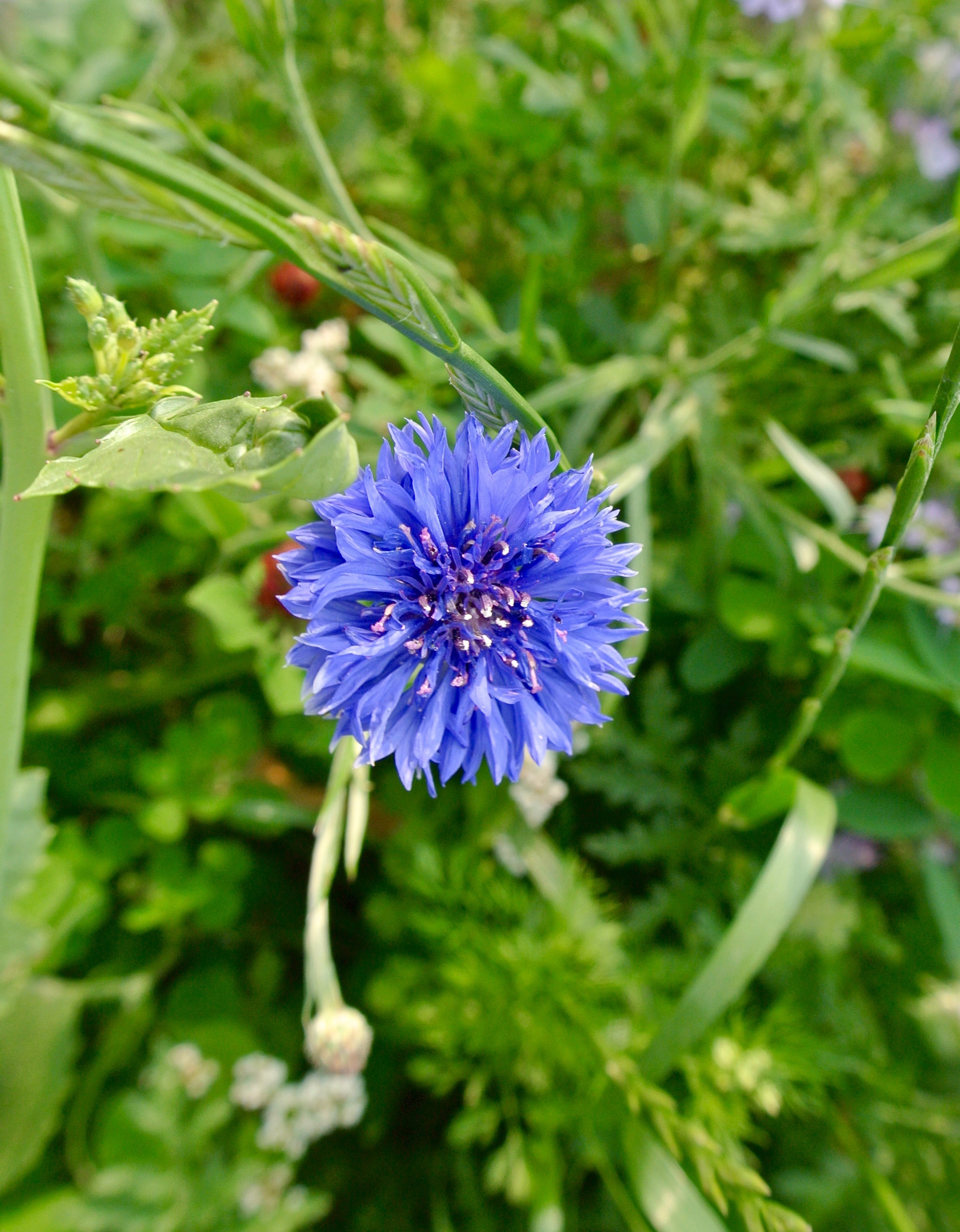 Kornblume, Centaurea Cyanus ÖKO