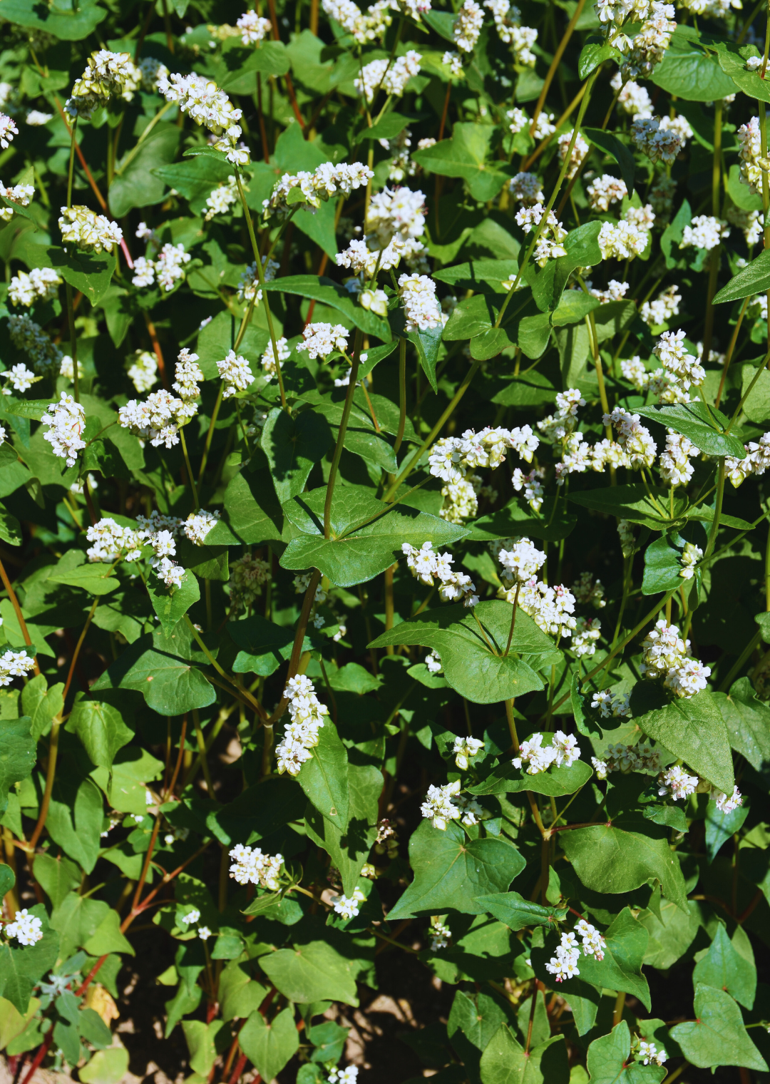 BW Buchweizen tataricum Öko (10 kg)