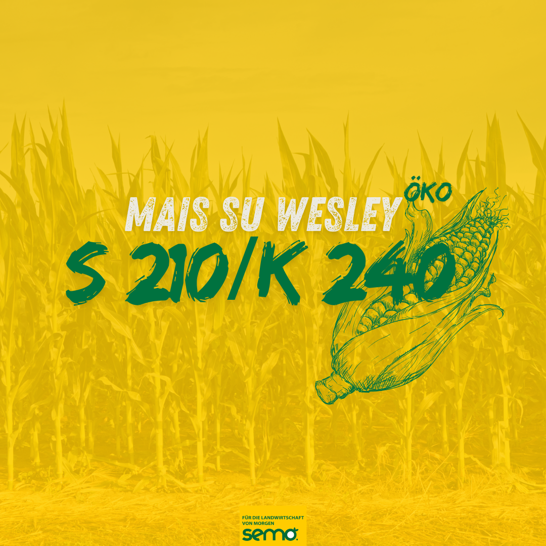 Mais SU Wesley (S 210/K 240) Öko (50TK)