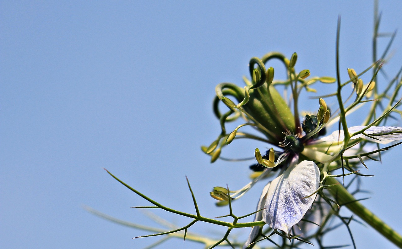 Schwarzkümmel Nigella sativa Öko