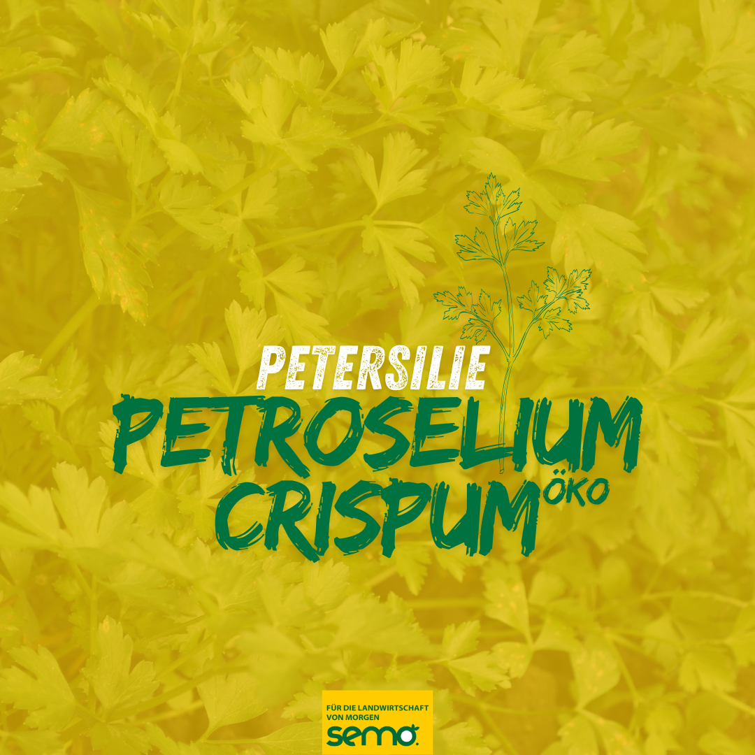Petersilie Petroselium crispum Öko