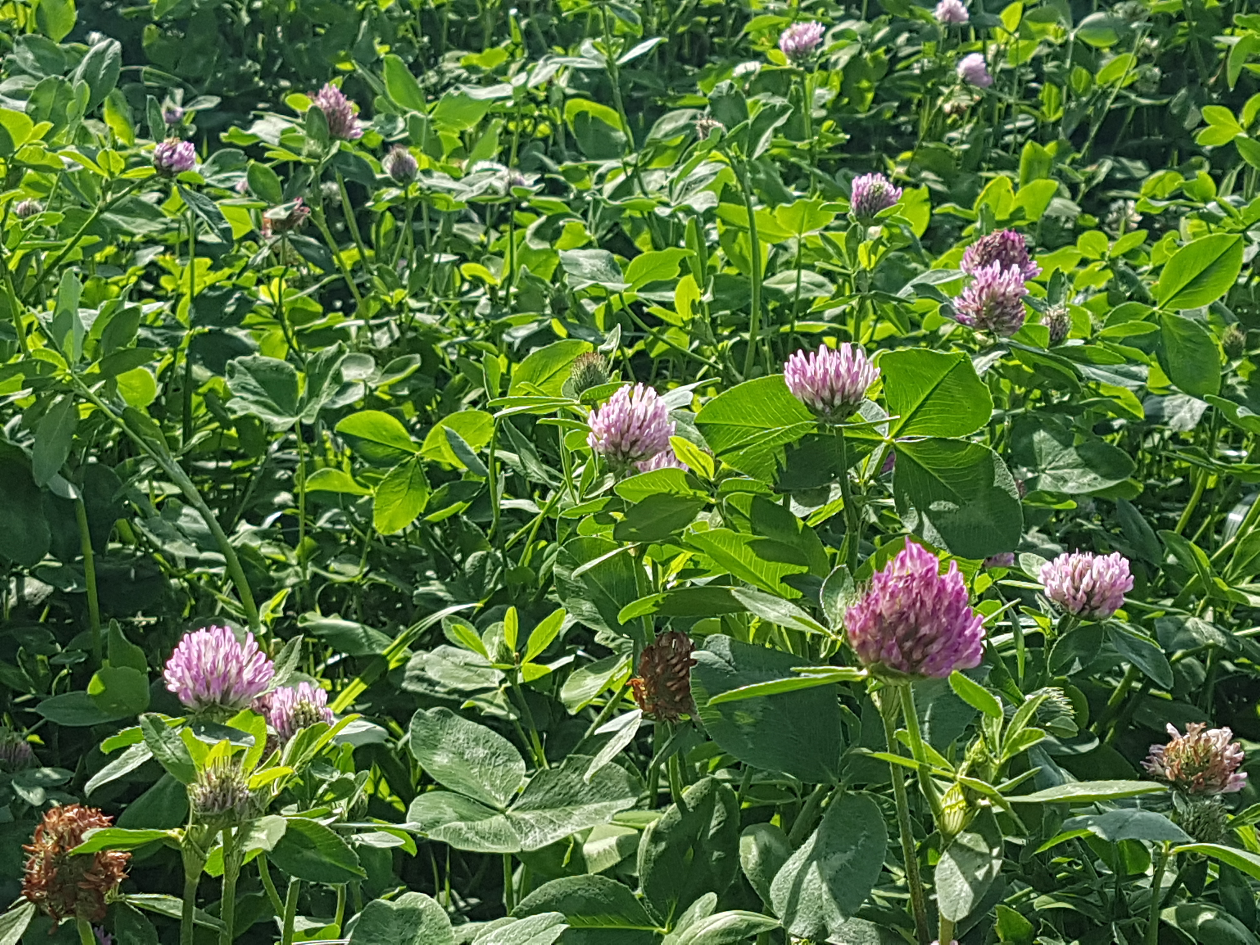 RKL Columba (d) (Matten)  Öko (10 kg)