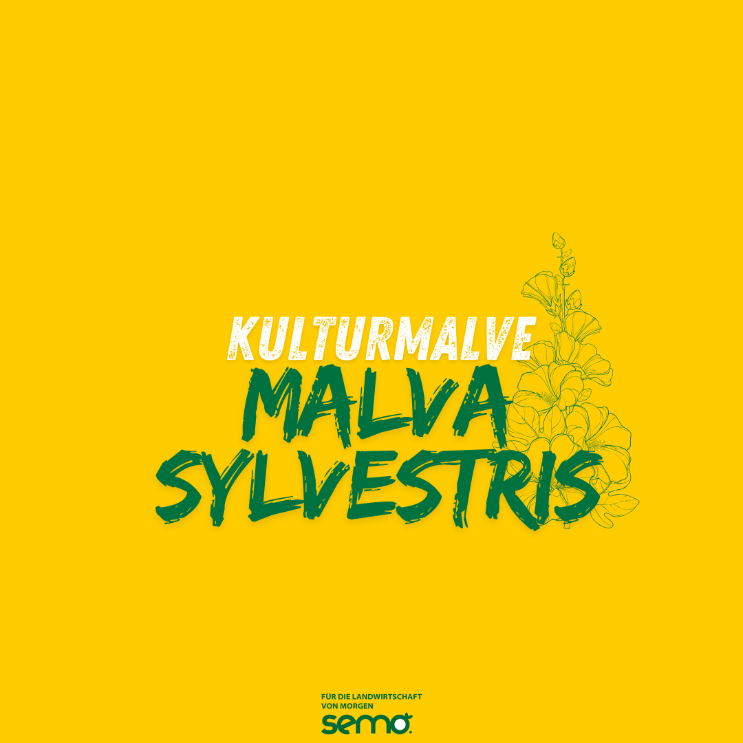 Kulturmalve Malva sylvestris Öko