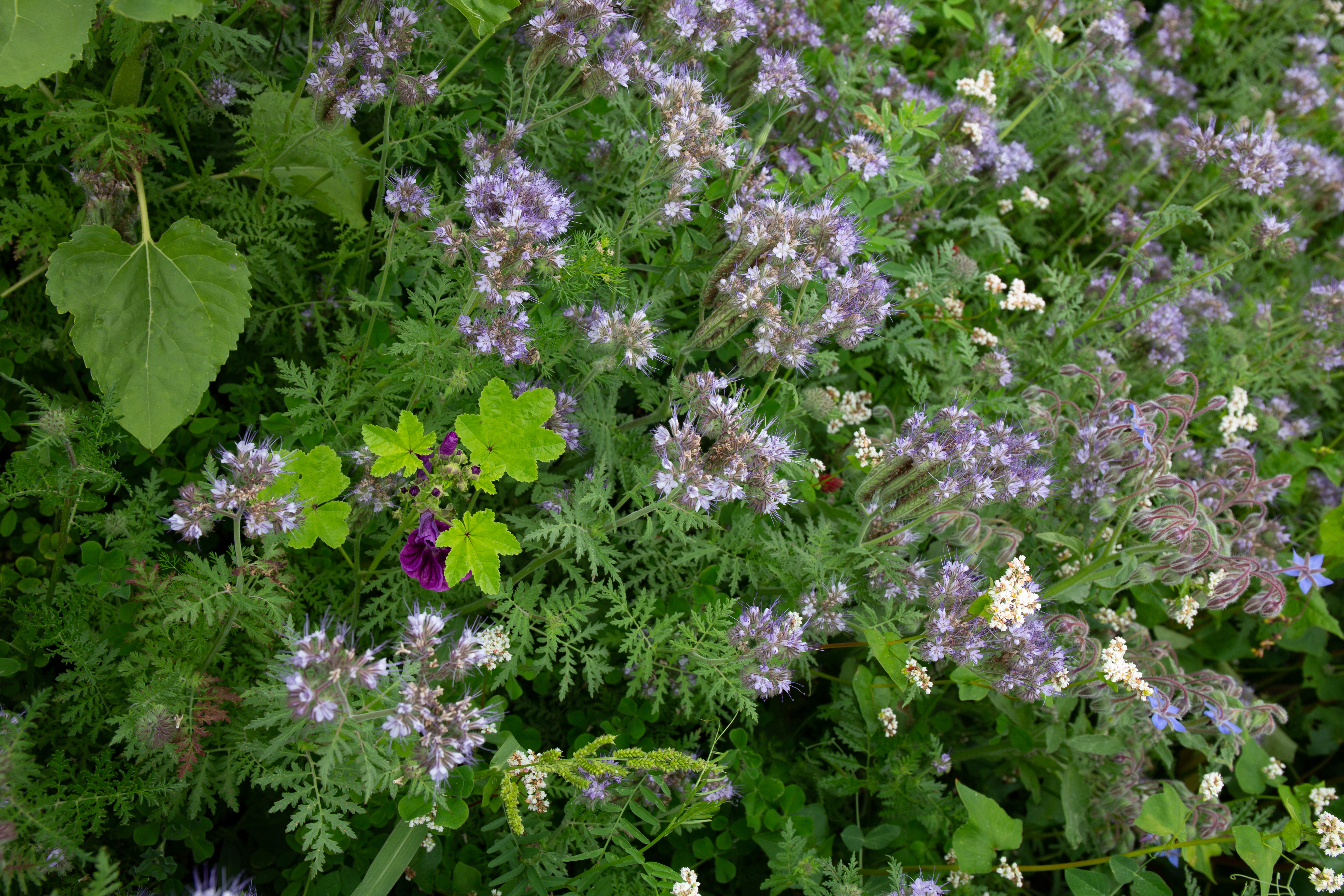 semopur 8.2 BIENENWEIDE MEHRJÄHRIG öko (10 kg)