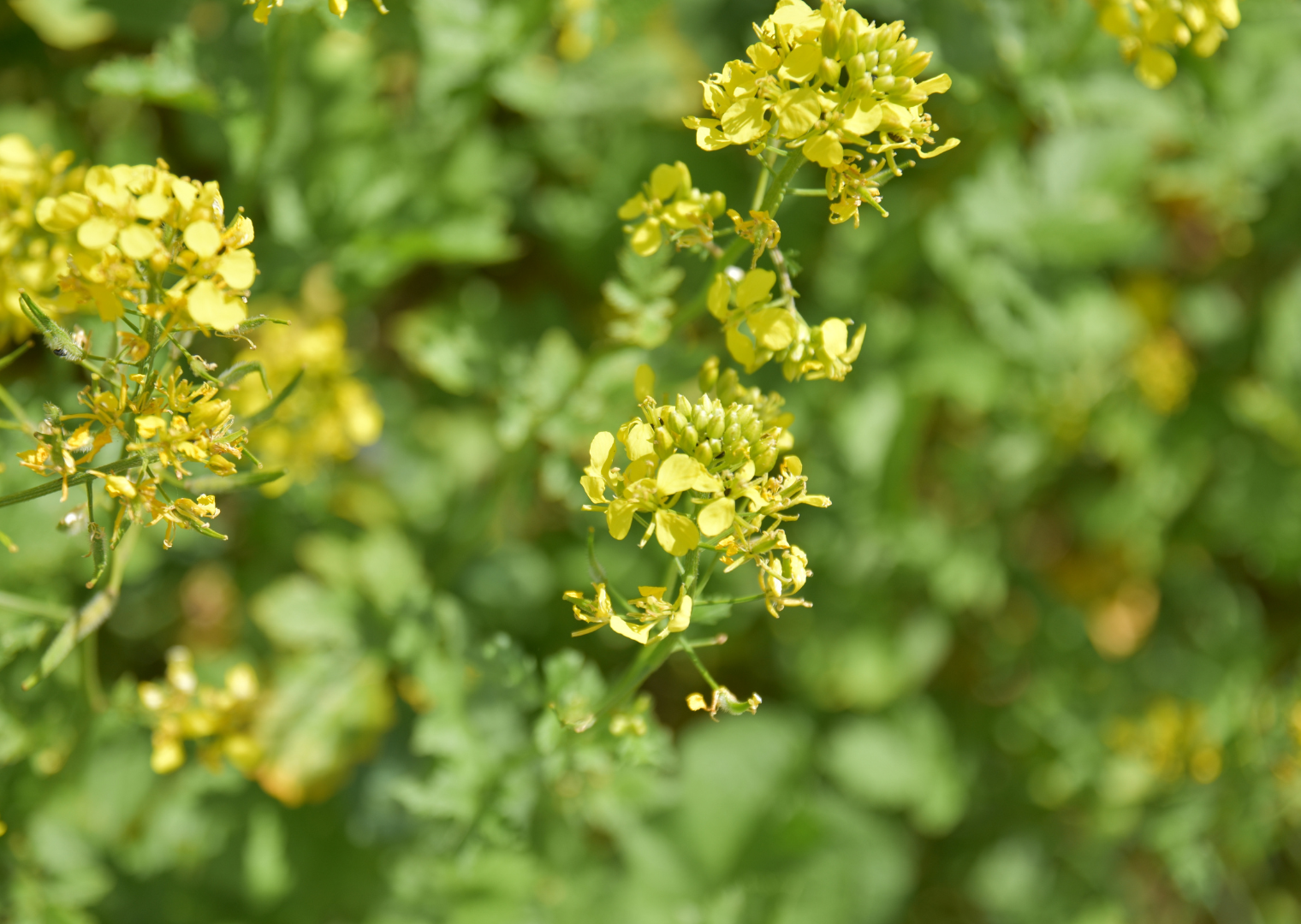 SF Hanna Öko (25kg)