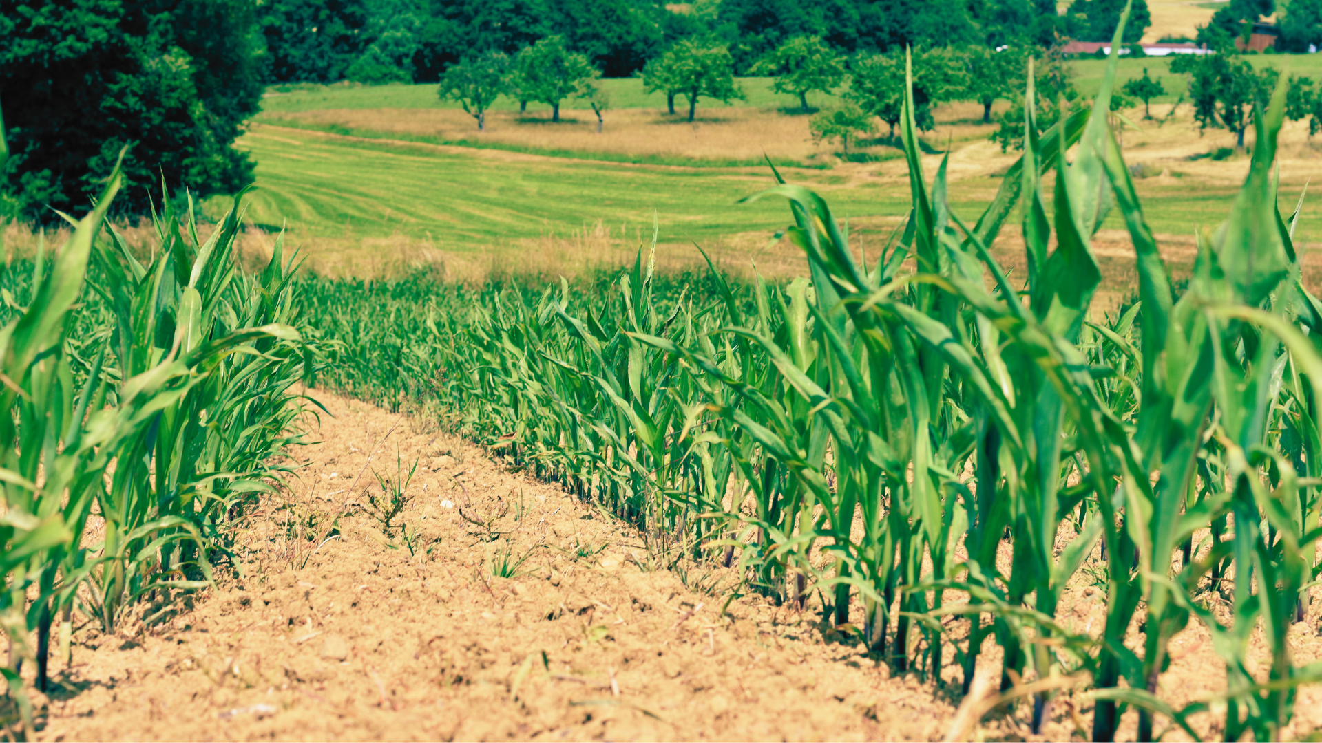 Mais LG 31.263 (S240/K250) Öko (50TK) Mais LG 31.263 (S240/K250) Öko (50TK)